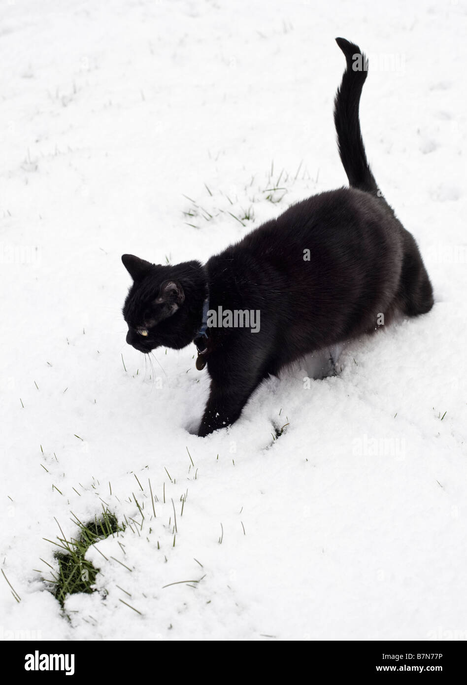 Schwarze Katze, die zu Fuß im Freien, im tiefen Winterschnee PR Stockfoto