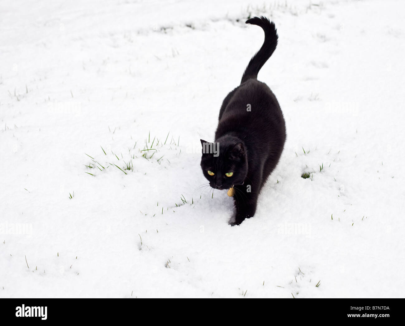 Schwarze Katze, die draußen im tiefen Winterschnee läuft Stockfoto
