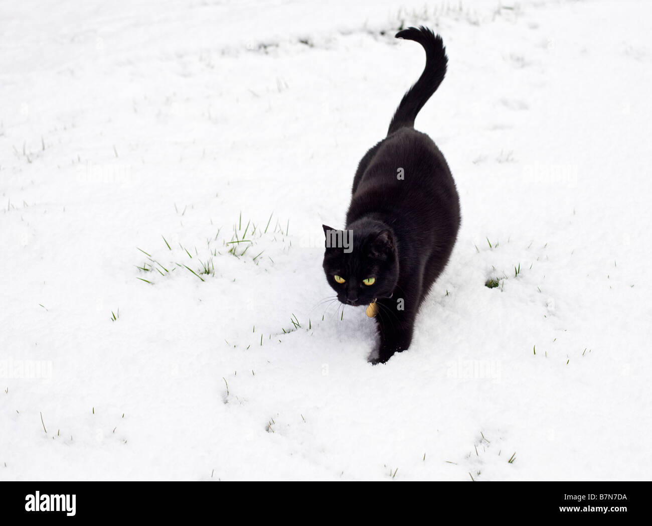 Schwarze Katze, die zu Fuß im Freien, im tiefen Winterschnee PR Stockfoto