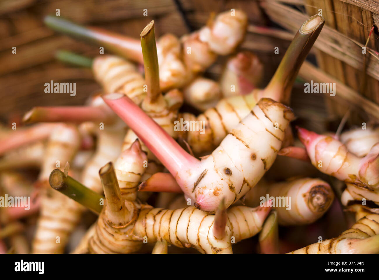 Nahaufnahme von Galgant Wurzel auf einem Stall Pak Khlong Talad frisches Obst und Gemüsemarkt in Bangkok Thailand Stockfoto