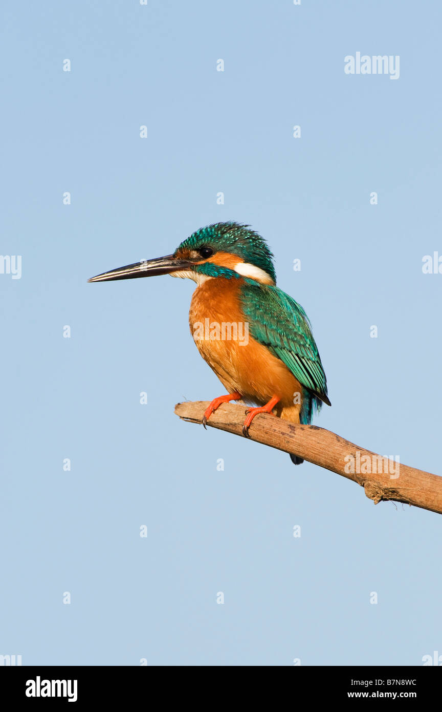 Alcedo atthis. Gemeinsame Europäische Kingfisher thront auf einem Stick über einen Brunnen in der indischen Landschaft. Andhra Pradesh, Indien Stockfoto