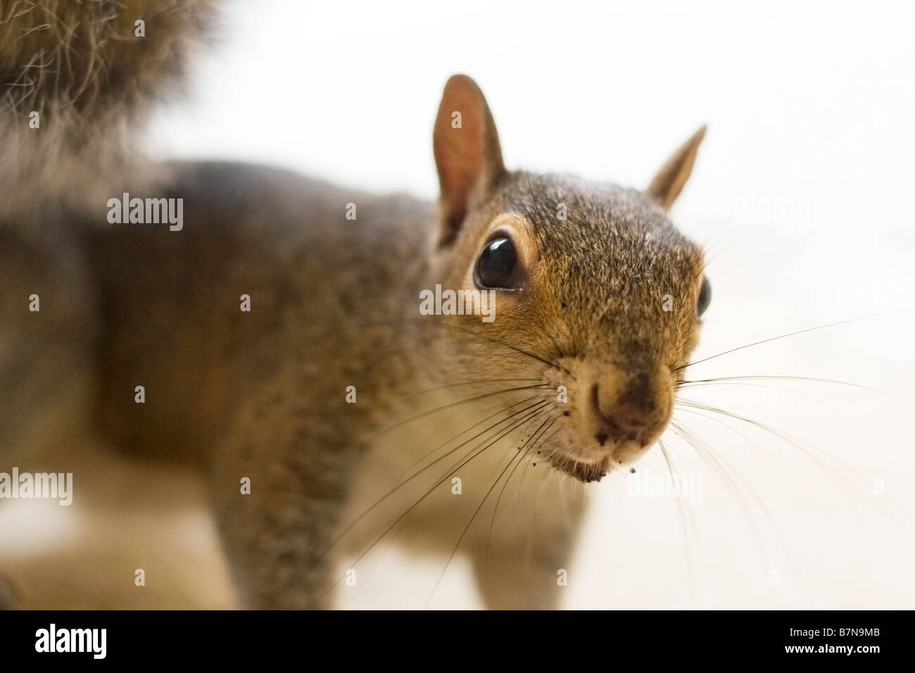 Ein Blick in die Kamera auf ein sauberer Hintergrund Grauhörnchen Nahaufnahme Stockfoto