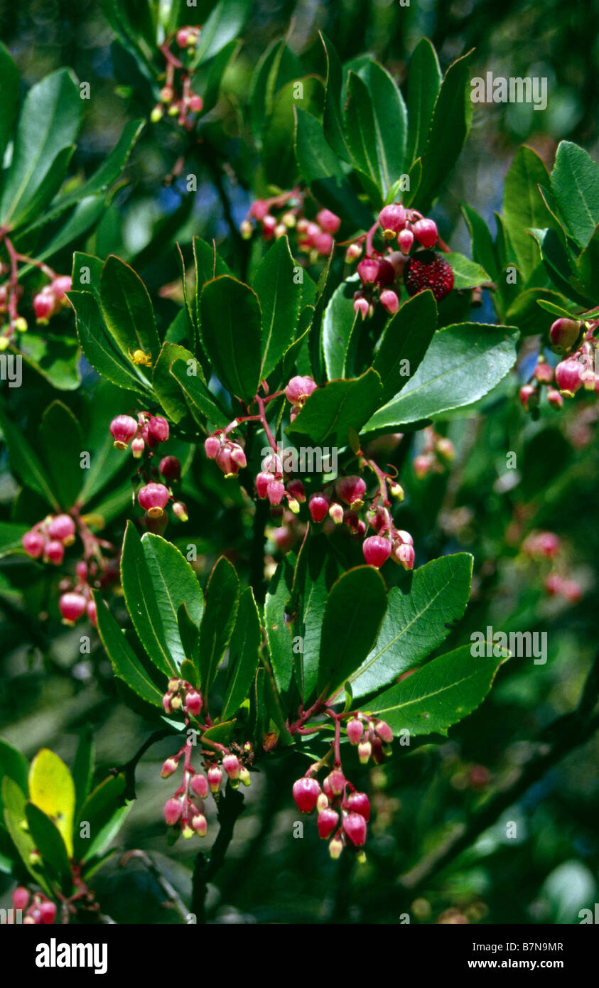 Arbutus Unedo F. Rubra Ericaceae oder Erdbeerbaum Kew Gardens Surrey Stockfoto