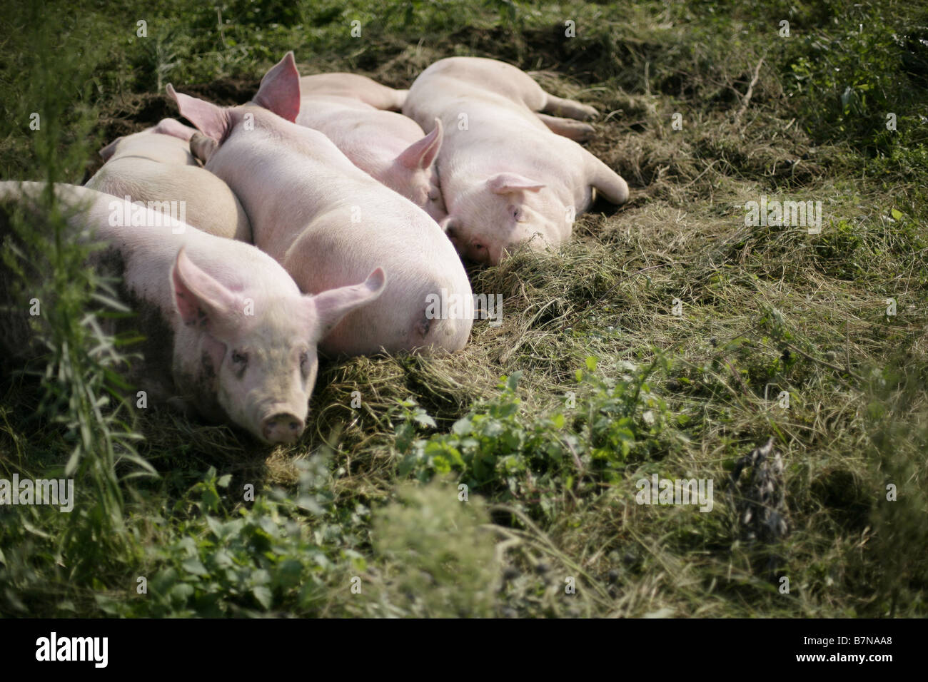 Beweideten Schweine Stockfoto