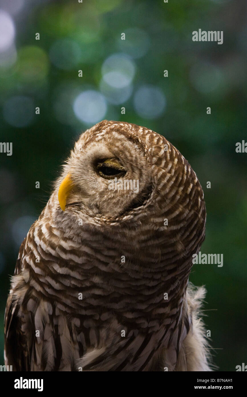 Kanincheneule (Athene Cunicularia), Florida, USA Stockfoto