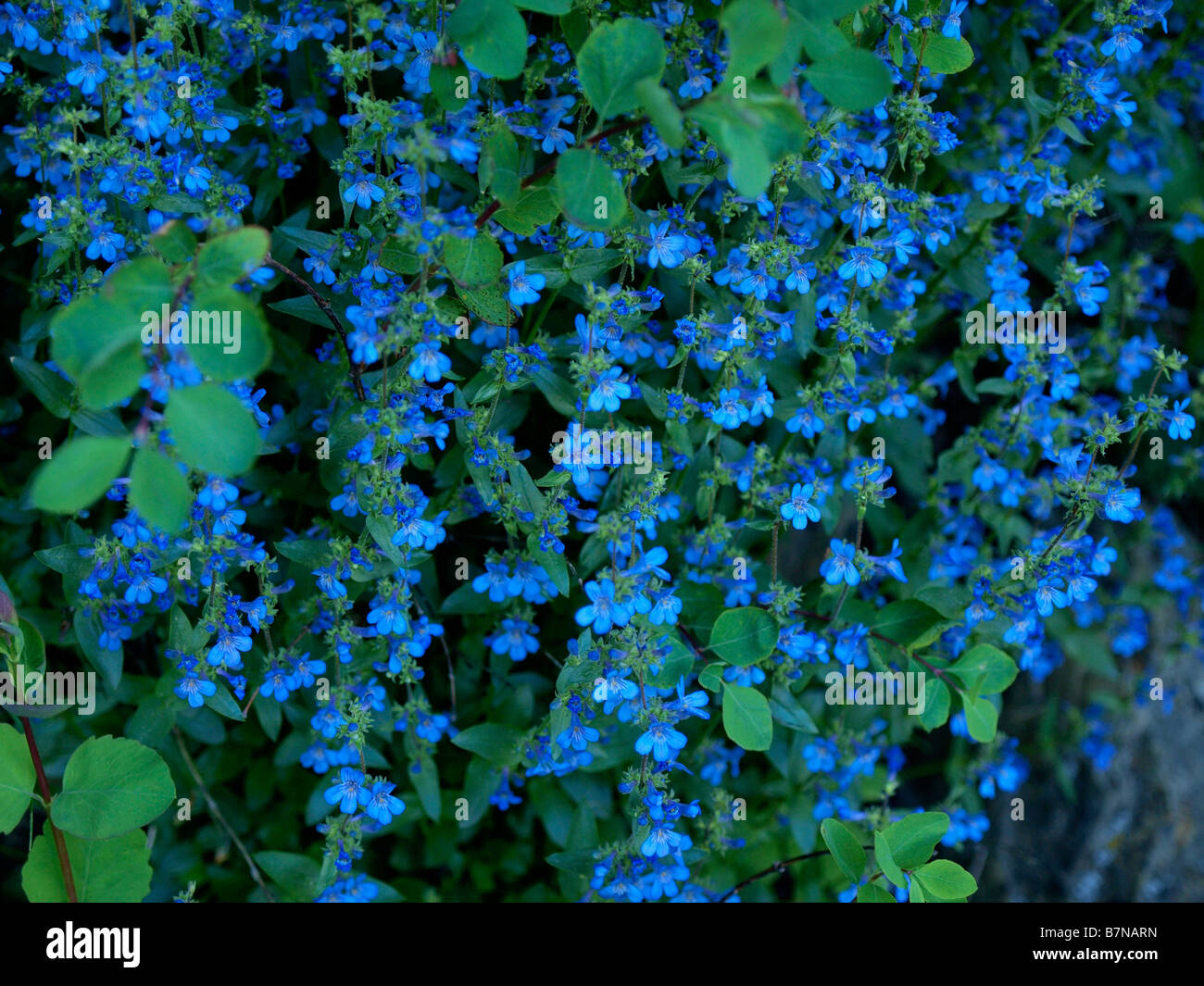 Kleine blaue Wildblumen auf Reben in den Wäldern von Utah. Stockfoto