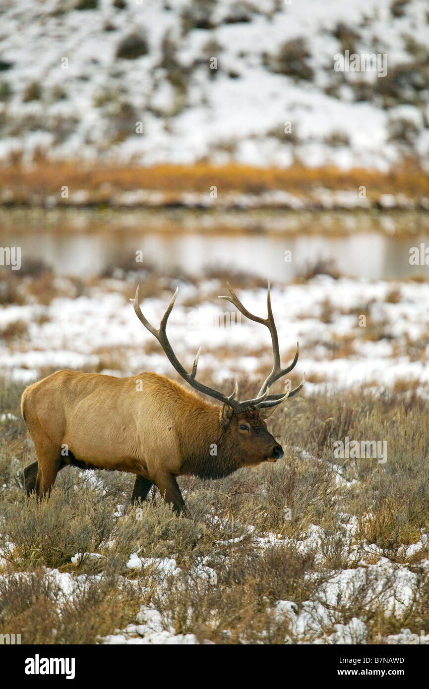 Eine große Bull Elche oder Wapiti mit vollem Geweih im Yellowstone National Park. Stockfoto