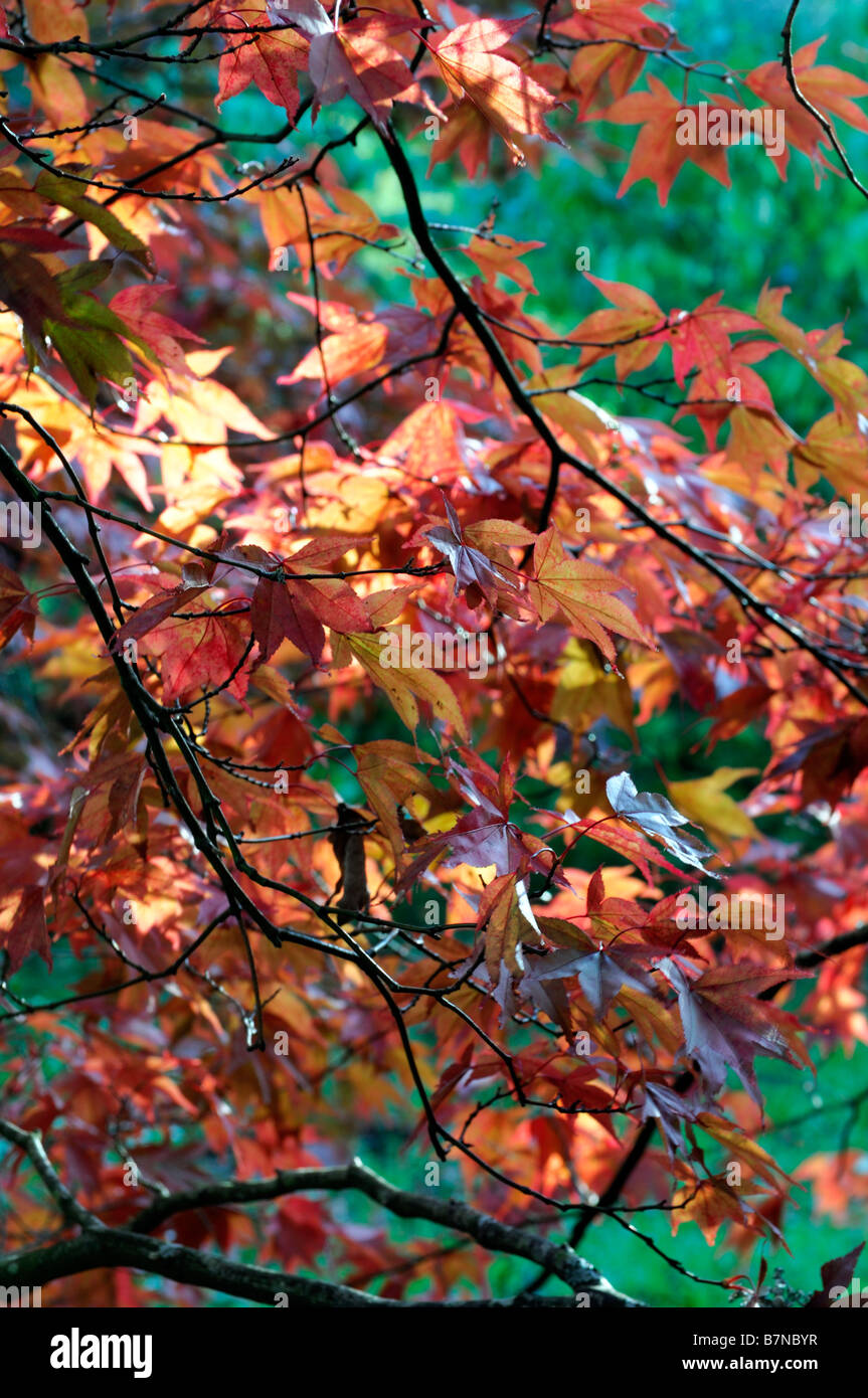 Orange farbigen Acer Palmatum Herbstblätter fallen herbstlichen Farbe Farbe Stockfoto
