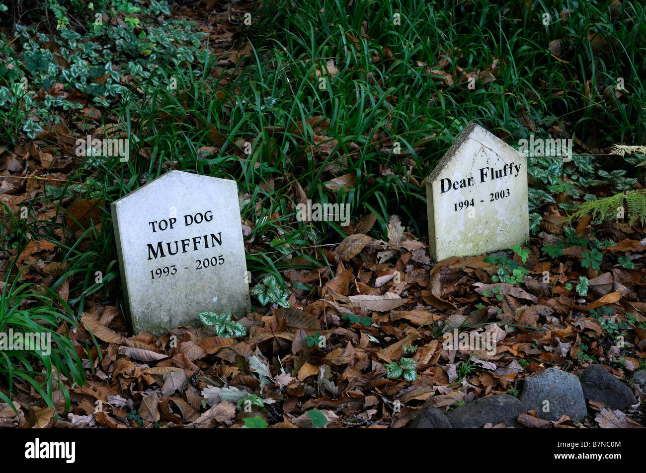 Grabsteine Grabsteine Tier Grab Friedhof Haustier Friedhof Mount usher Gardens Wicklow Irland Stockfoto
