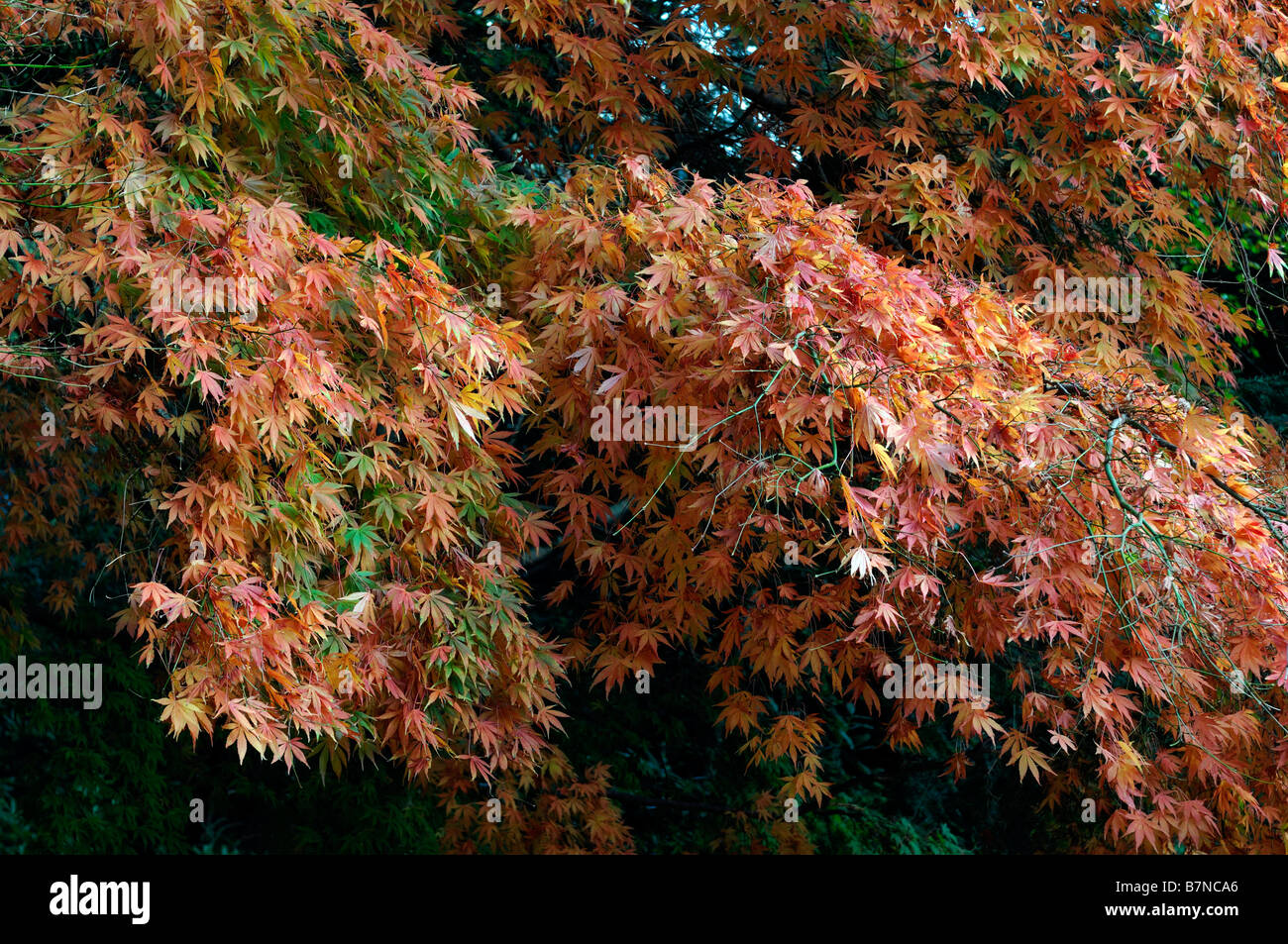 gelb orange farbigen Acer Palmatum Baum Herbst herbstliche Farbe Farbe fallen kleine Stockfoto