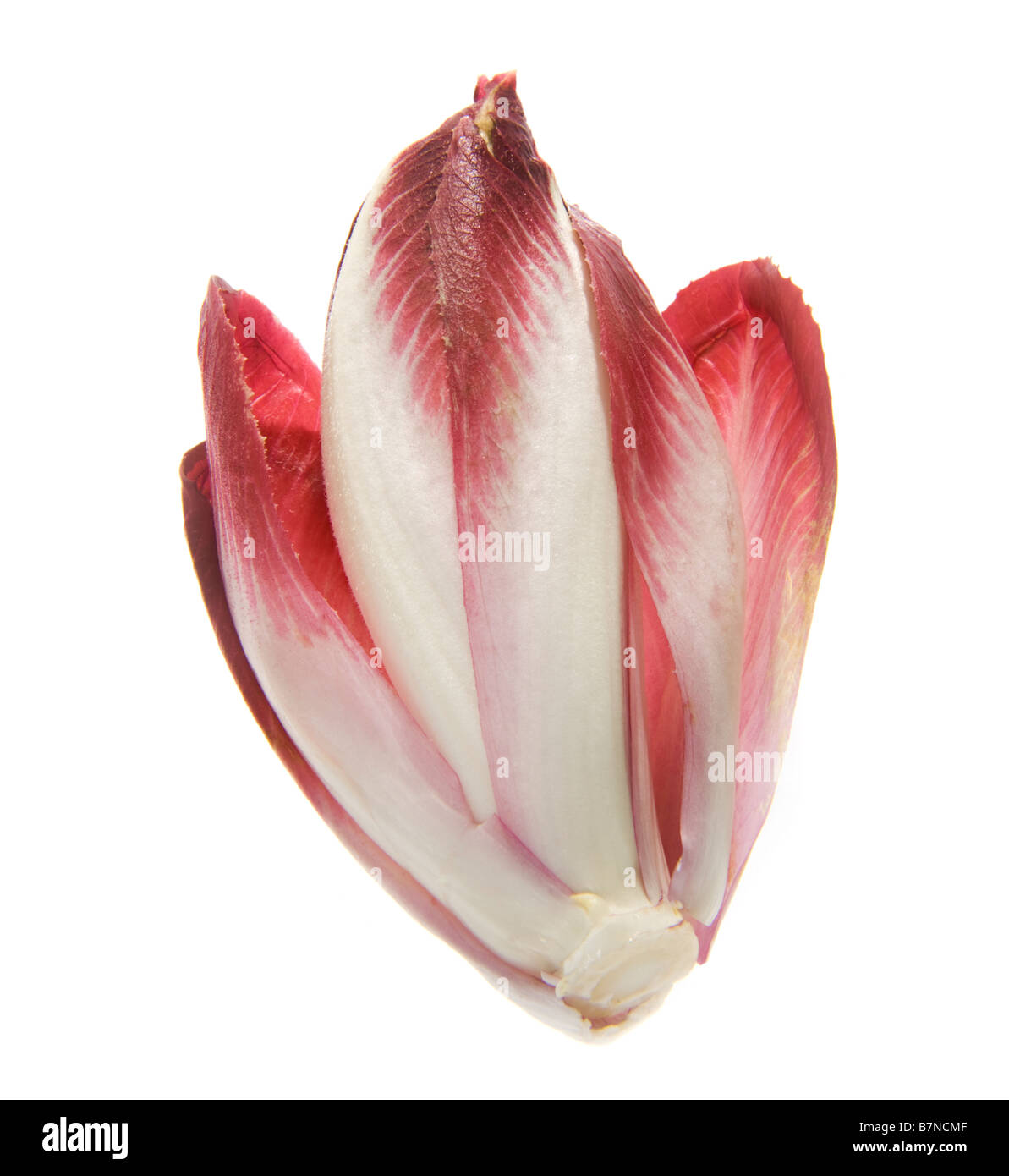 Herzen von Chicorée Witloof Chicorees Chicorée Chicoree rot violett weiß gelb Salat Salat Essen Fitness fit essen Salat auf w Stockfoto