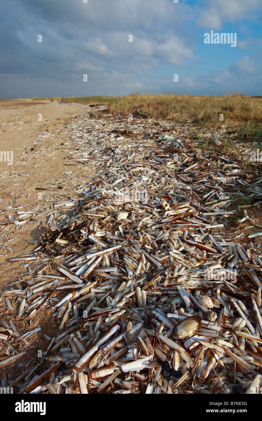 Rasiermesser Shell Wrack - Birkdale Green Beach auf der Sefton Küste, UK Stockfoto