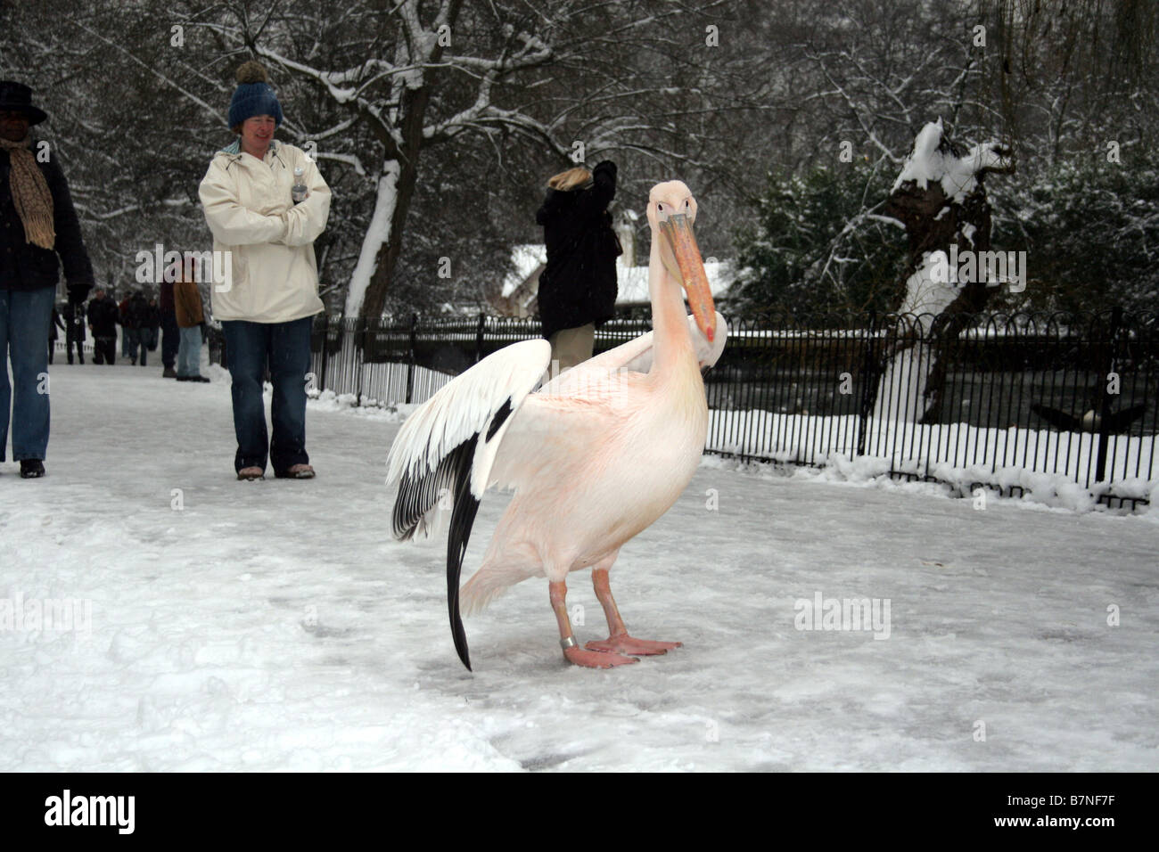 Pelikan, Wandern im Schnee St James Park in London mit einem Touristen beobachten Stockfoto