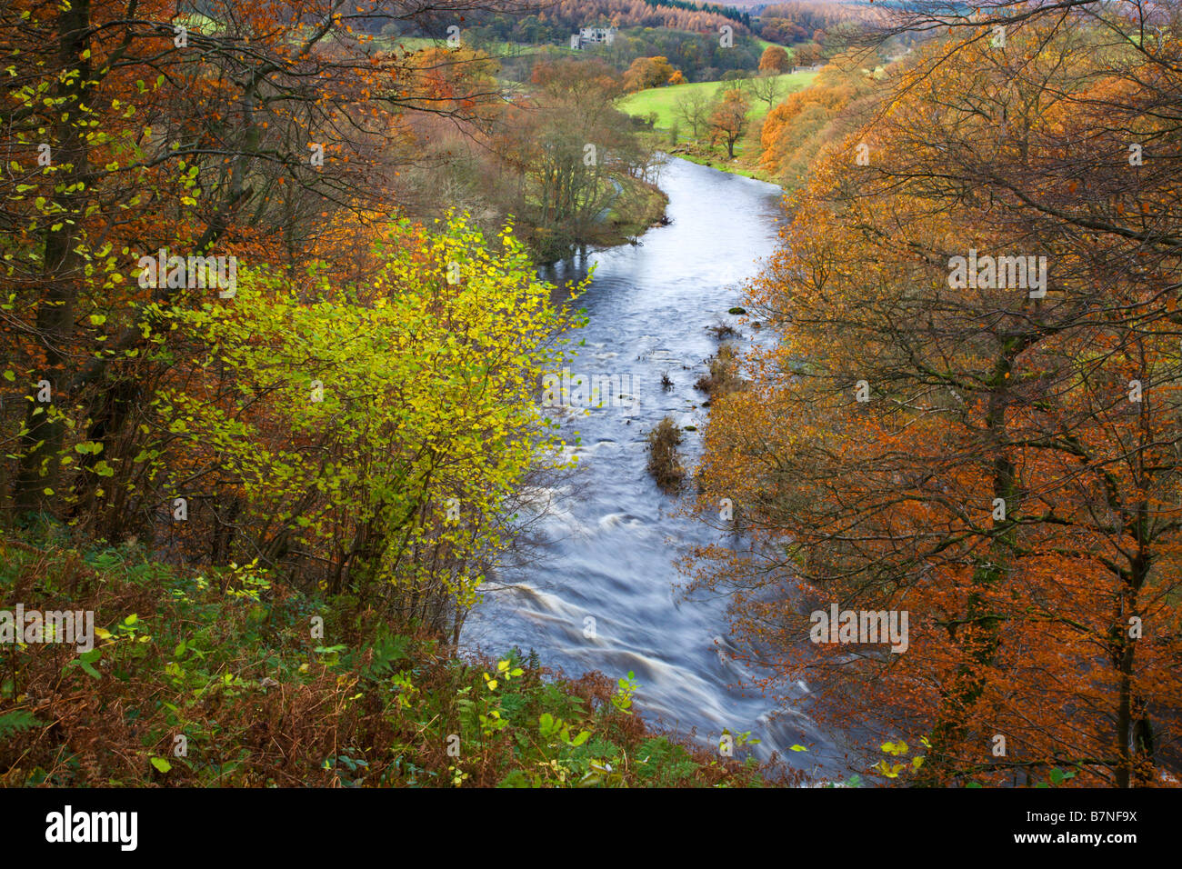 Blick in Richtung Barden Turm Strid Holz Wharfedale Yorkshire England Stockfoto