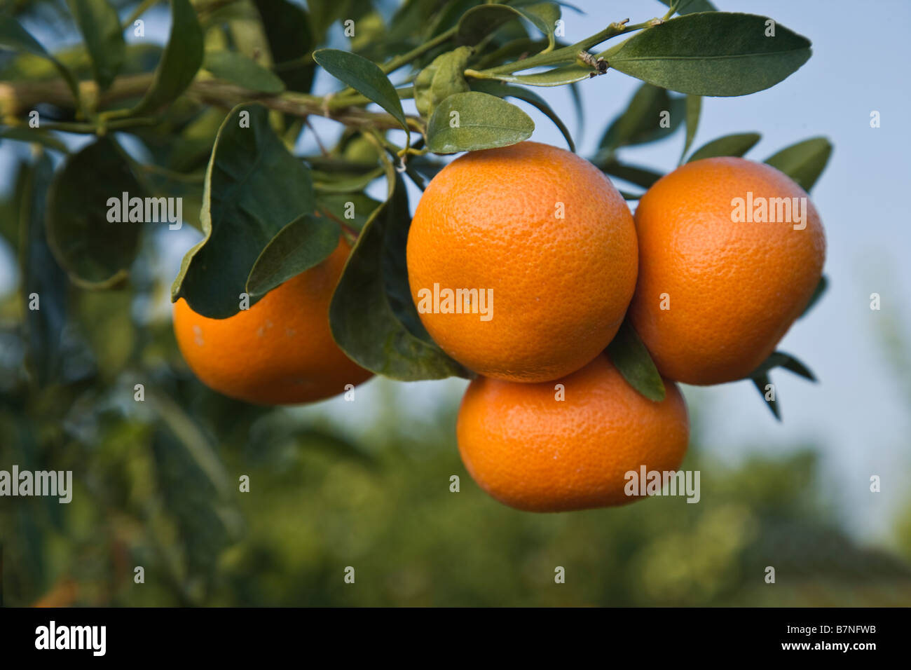 Reife Mandarinen "Clementine" auf Ast Stockfoto