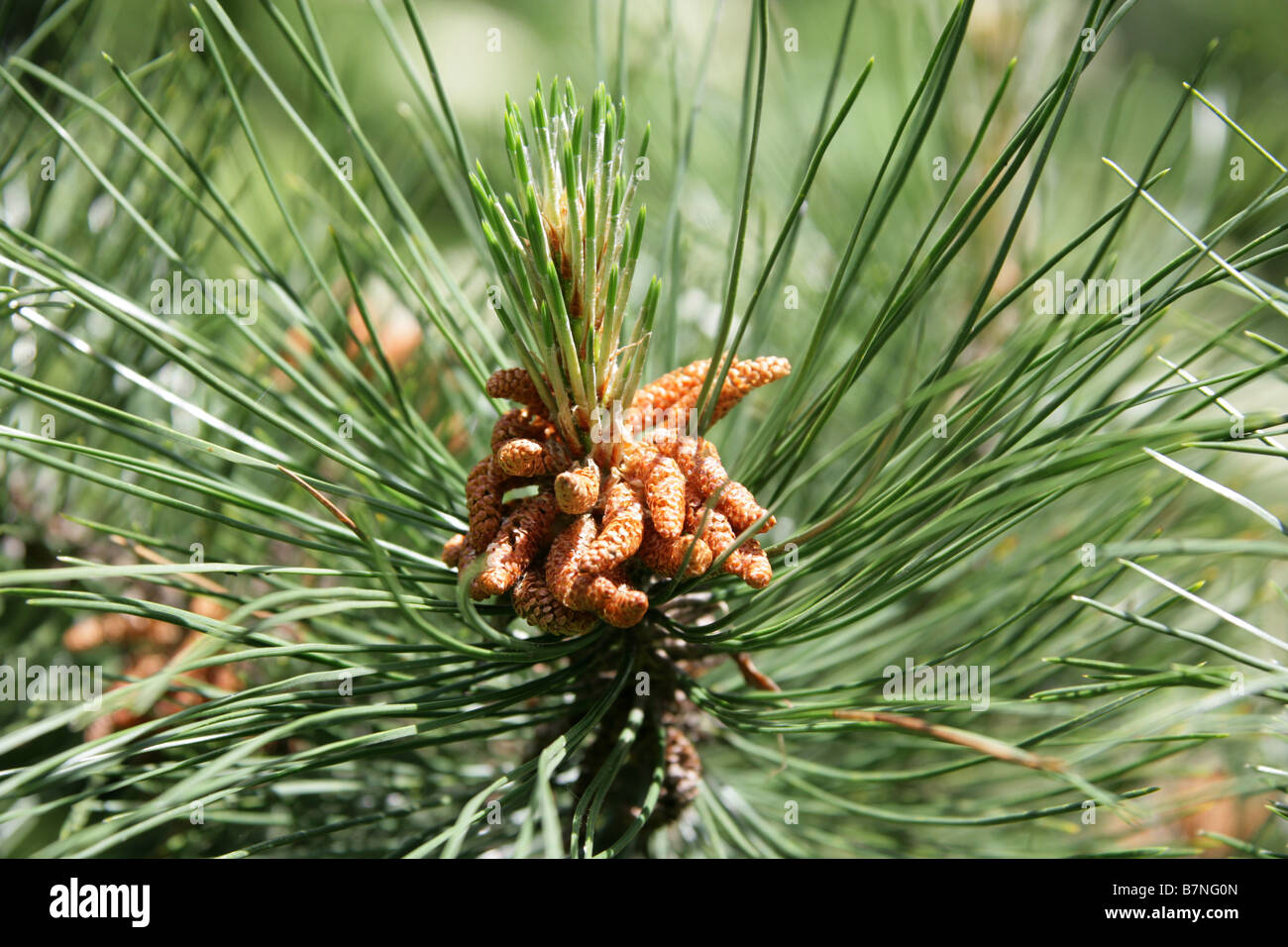Coulter-Kiefer oder großen Kegel-Kiefer, Pinus Coulteri, Tannenbäumen Stockfoto