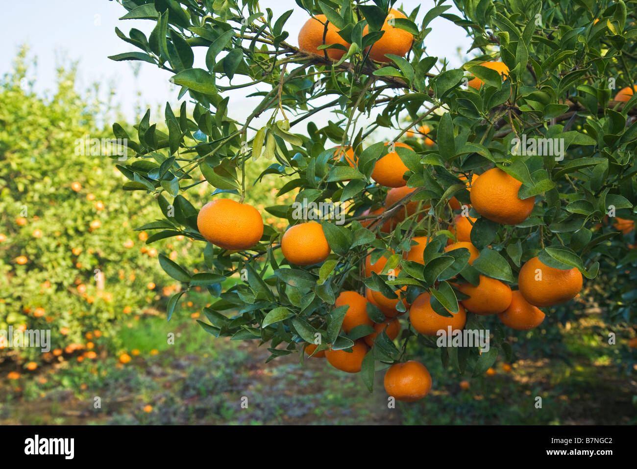 Reife Mandarinen "Clementine" Zweig hängen. Stockfoto