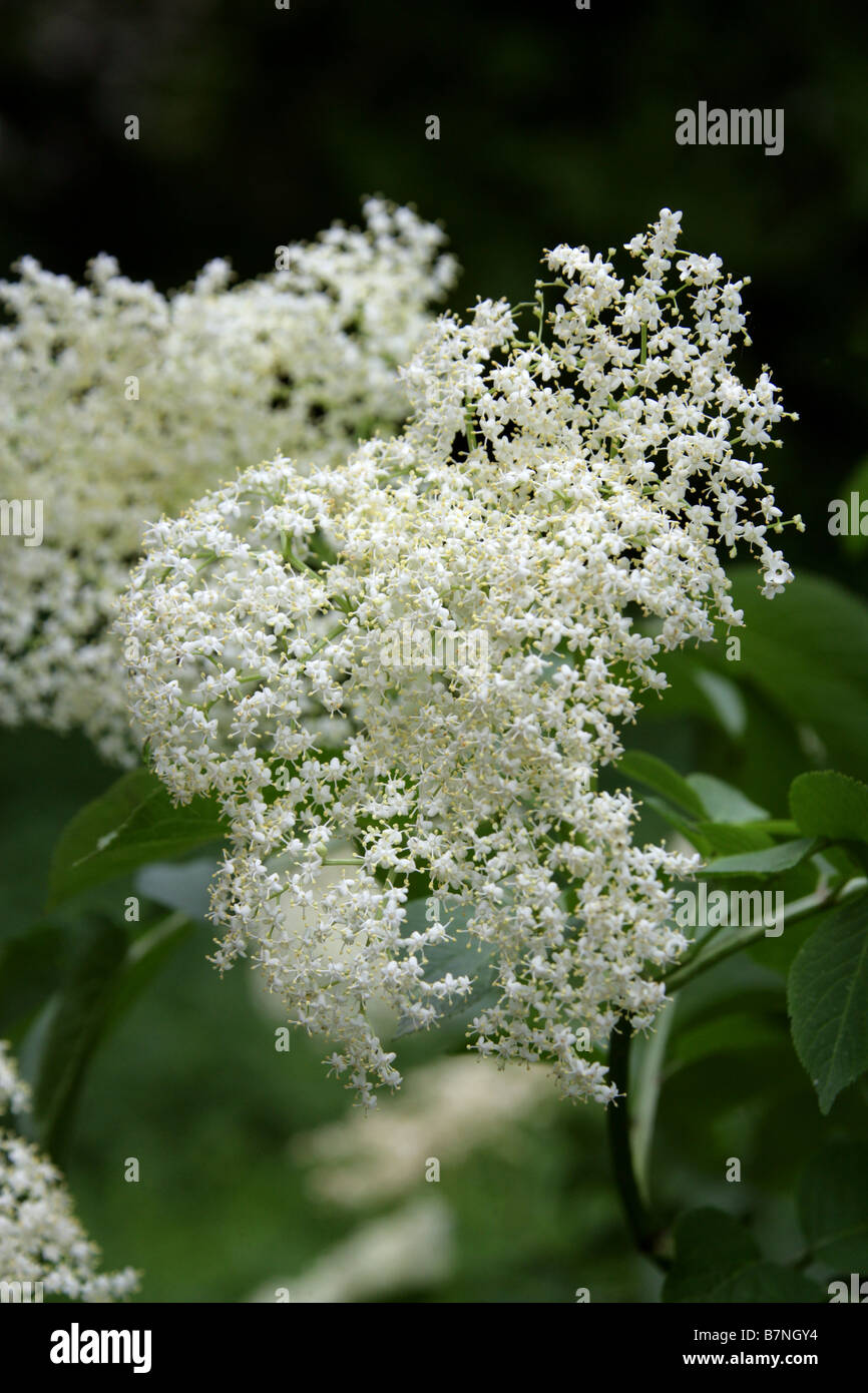 Holunderblüten, Sambucus Nigra, Adoxaceae Stockfotografie - Alamy