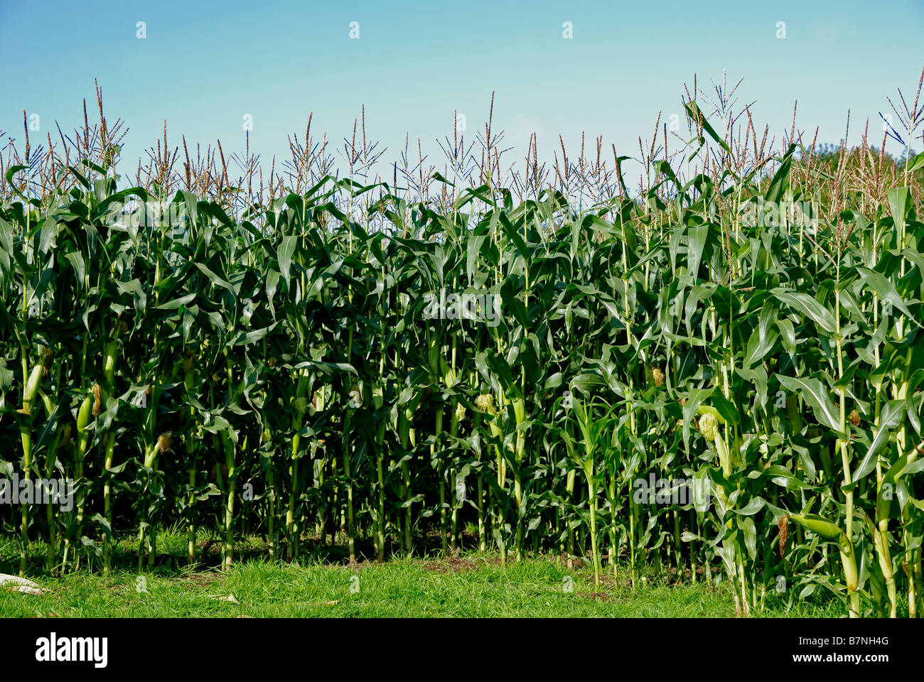 ein ausgewachsenes Mais-Ernte in Cornwall, Großbritannien Stockfoto