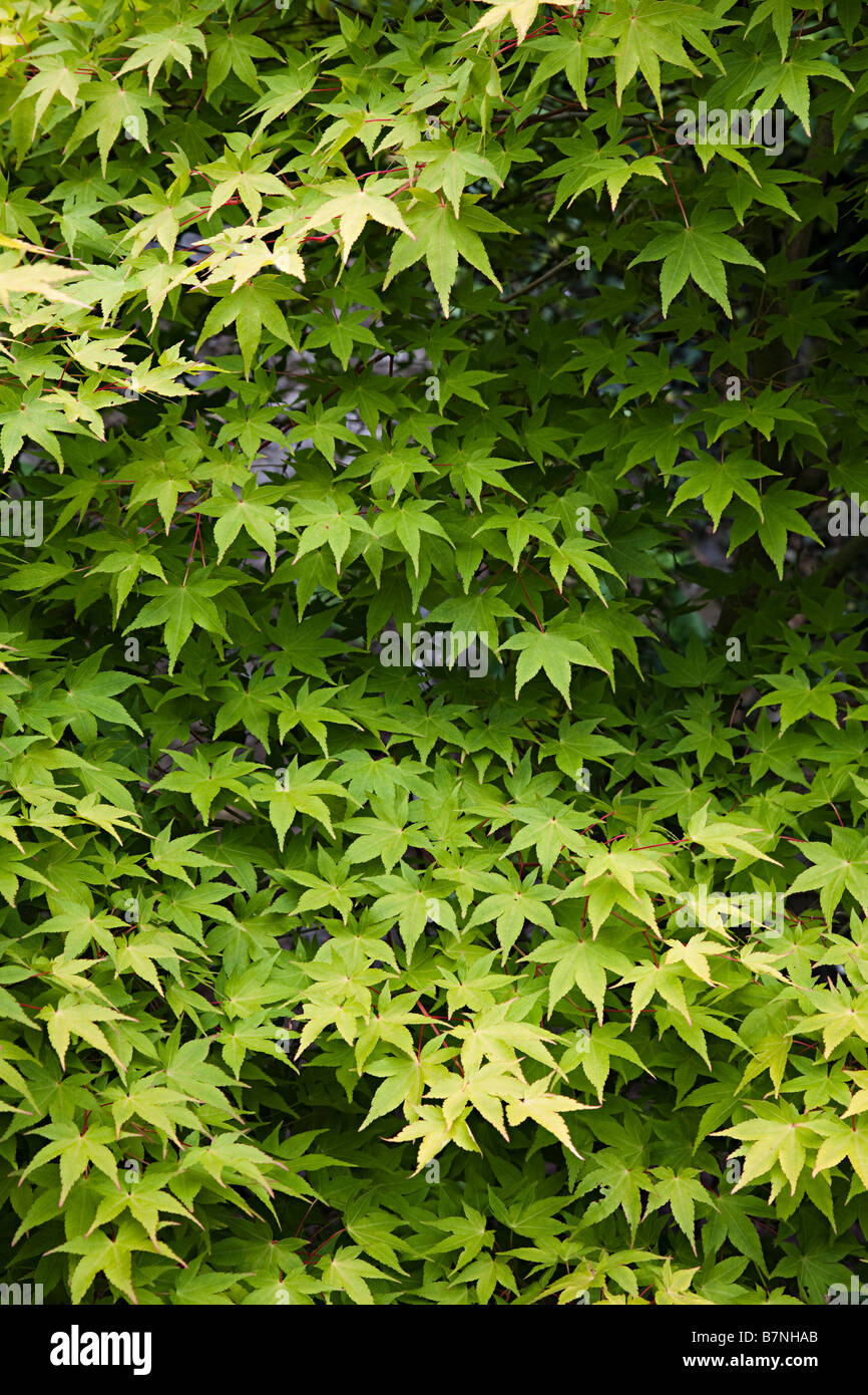Acer lässt im Garten UK Stockfoto