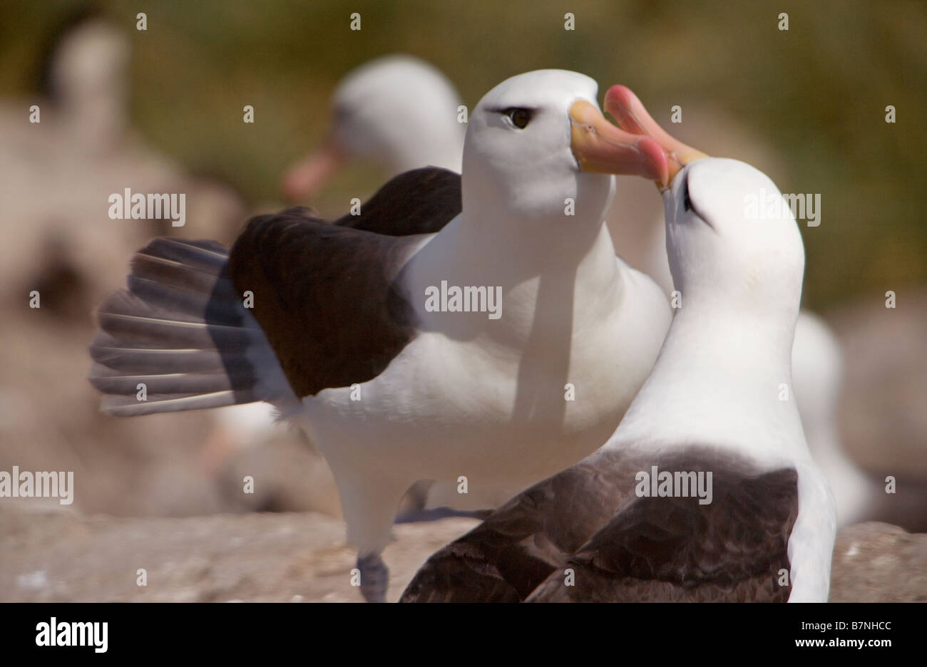Paarung Ritual des Black-browed Albatros (Thalassarche Melanophrys), vom Aussterben bedrohte Arten in Westpoint auf den Falkland-Inseln. Stockfoto