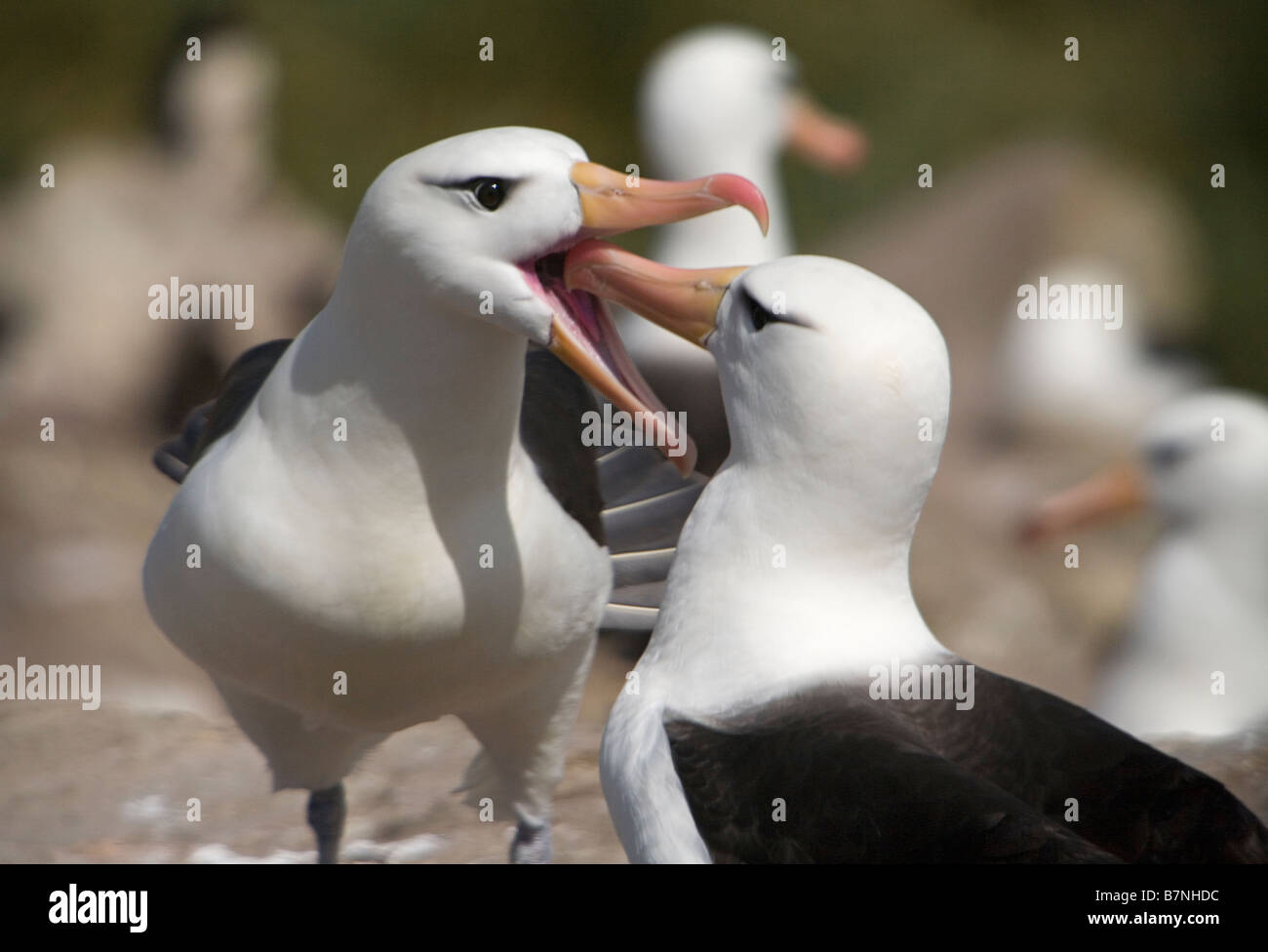Paarung Ritual des Black-browed Albatros (Thalassarche Melanophrys), vom Aussterben bedrohte Arten in Westpoint auf den Falkland-Inseln. Stockfoto