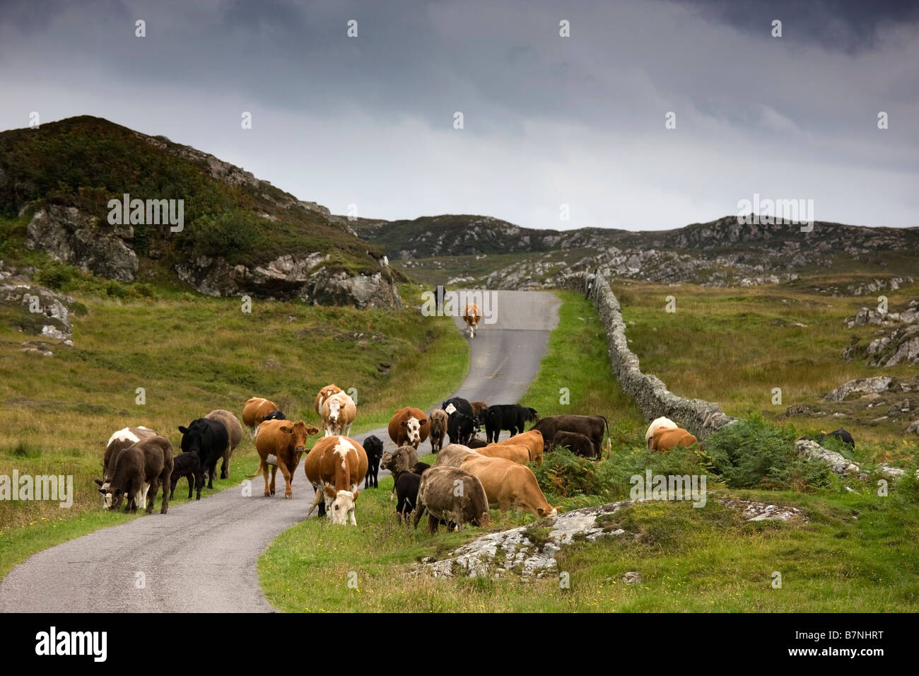 Rinder auf der Landstraße, Schottland Stockfoto