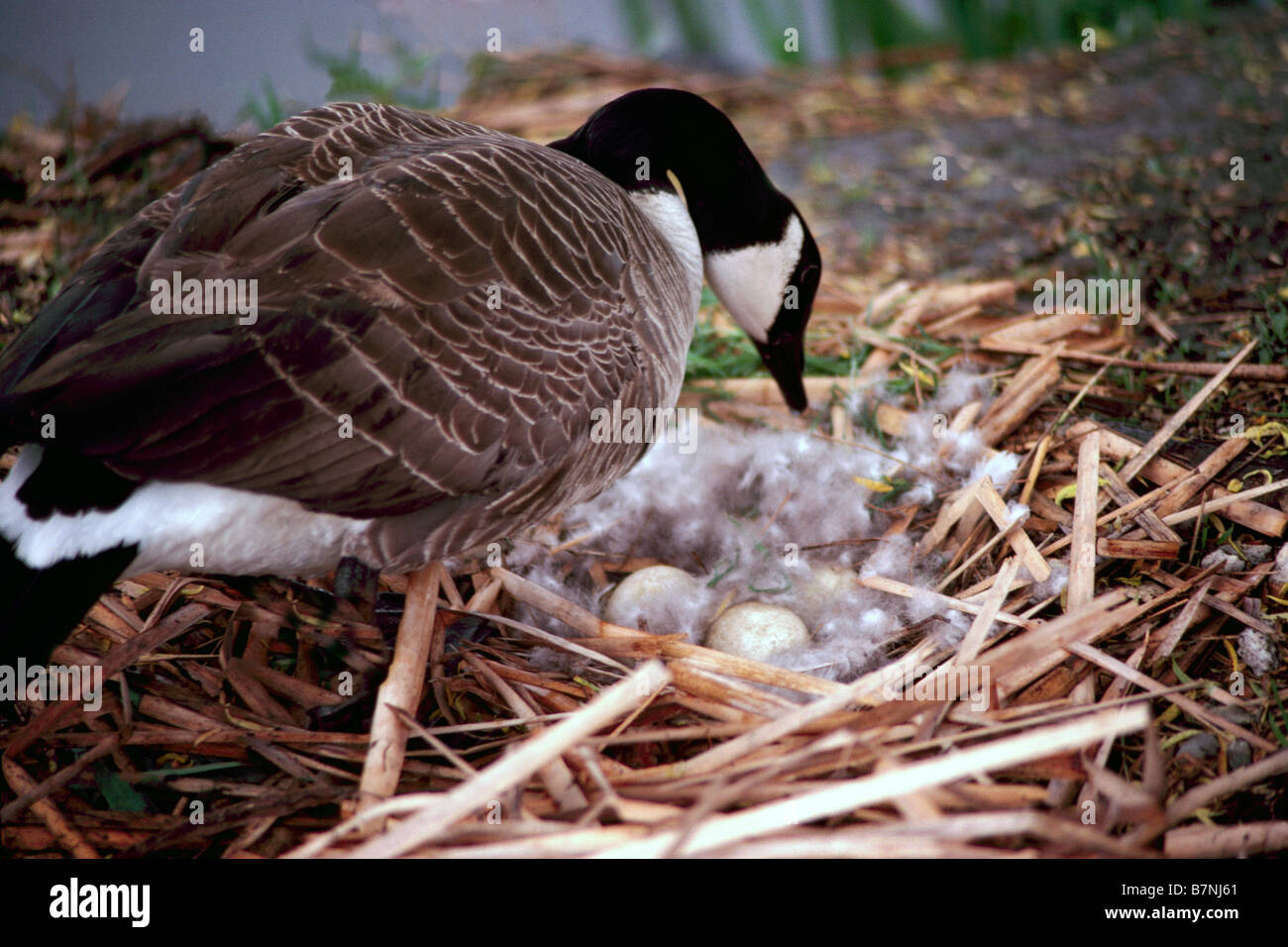 Kanadagans (Branta Canadensis) Prüfung seinen Eiern auf ein Nest auf dem Boden entlang der Wasserkante Stockfoto