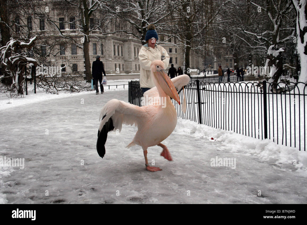Pelikan, Wandern im Schnee St James Park in London mit einem Touristen beobachten Stockfoto