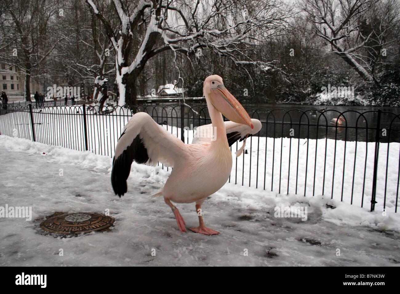 Pelikan, Wandern im Schnee St James Park in London Stockfoto
