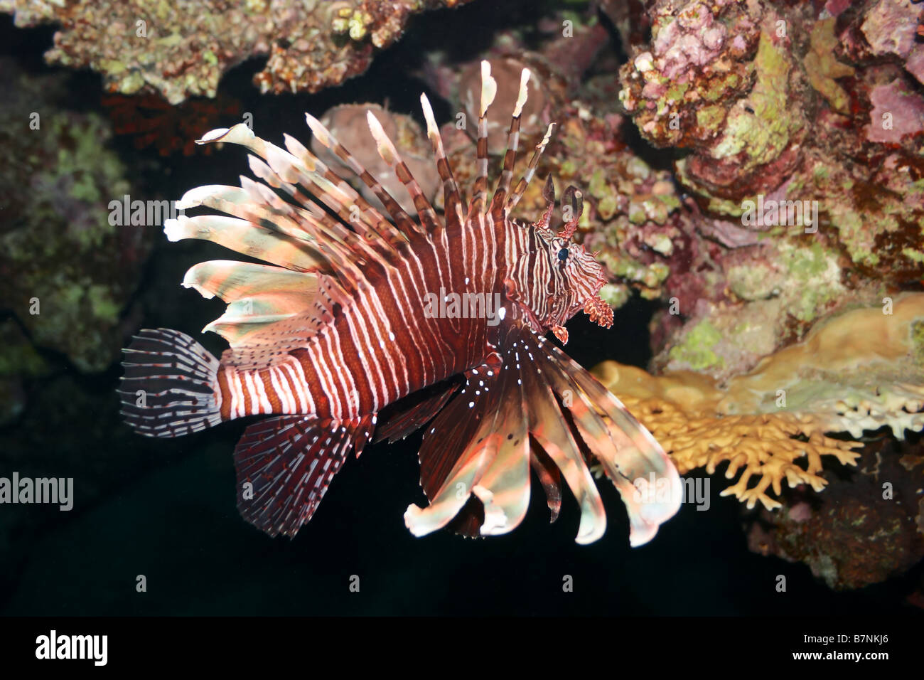 Rotfeuerfische - Pterois Volitans. Rotes Meer giftige Fische in der Nähe von Coral reef Stockfoto