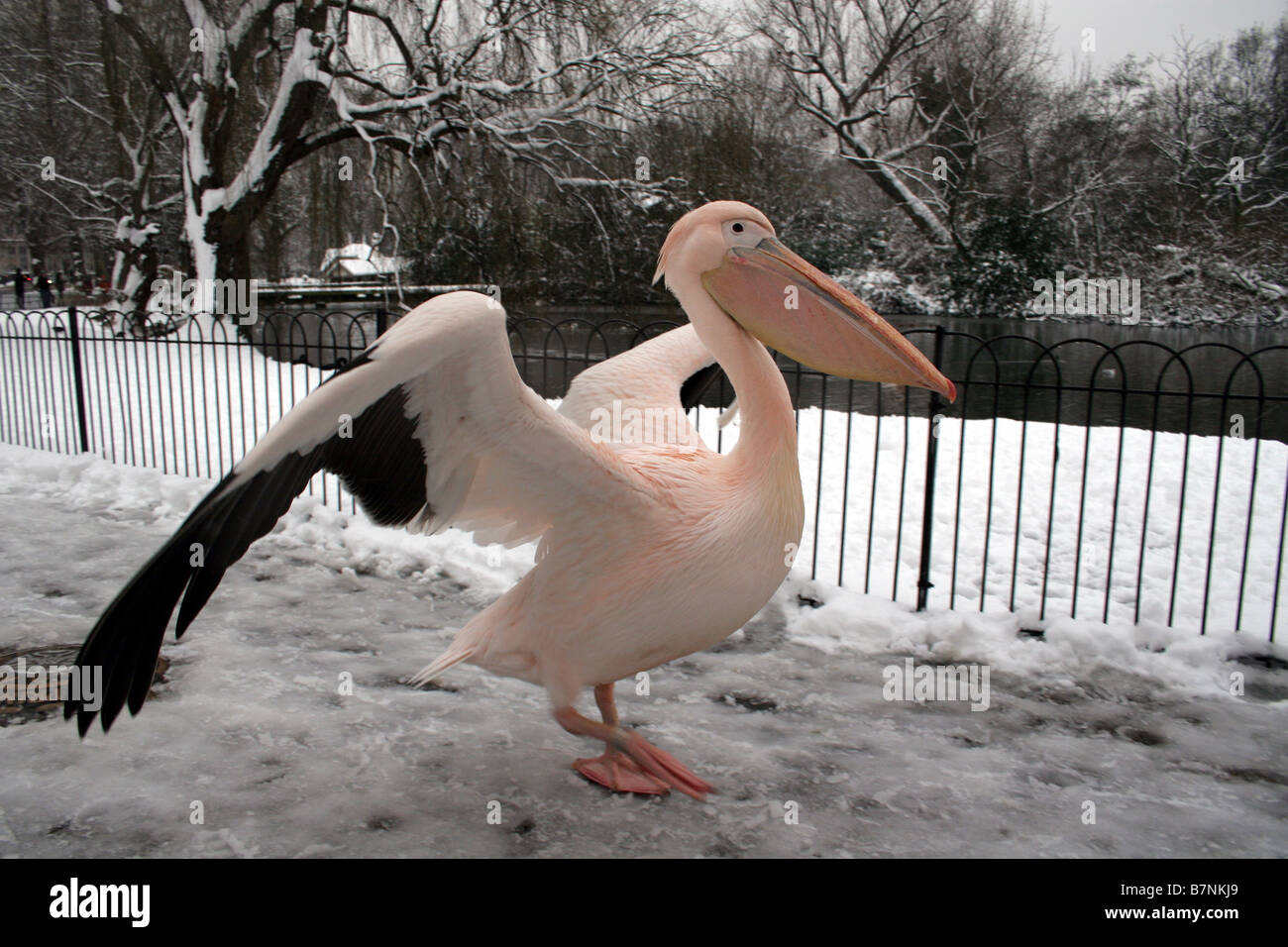 Pelikan, Wandern im Schnee St James Park in London Stockfoto