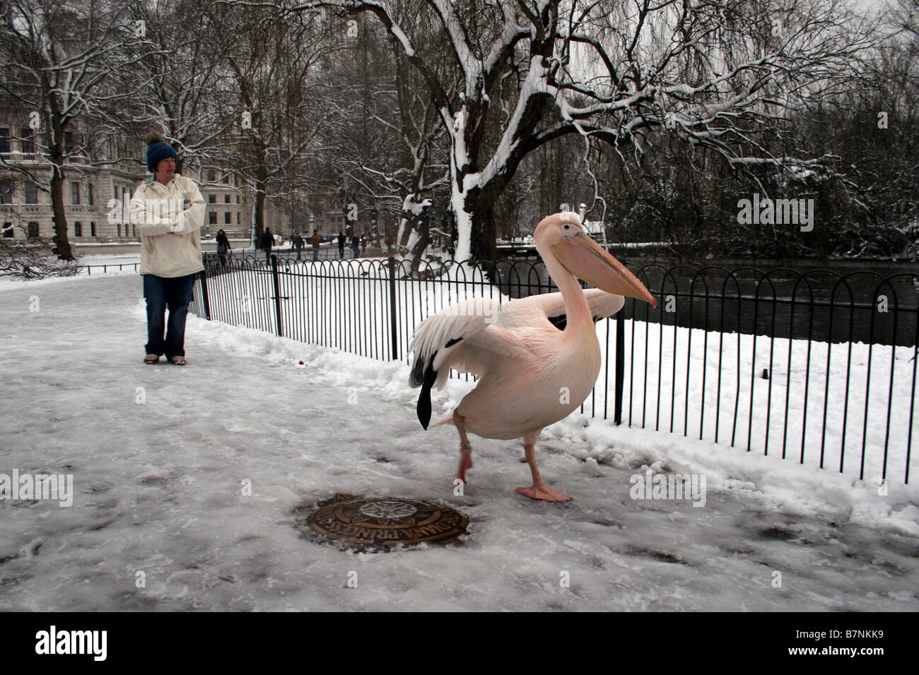 Pelikan, Wandern im Schnee St James Park in London mit einem Touristen beobachten Stockfoto