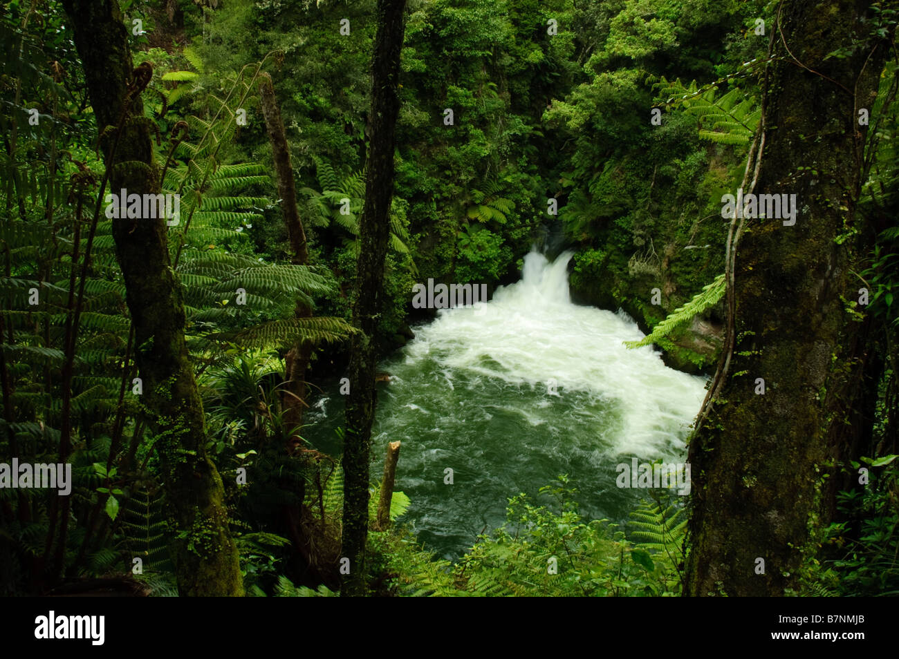 Kaituna River Stockfoto