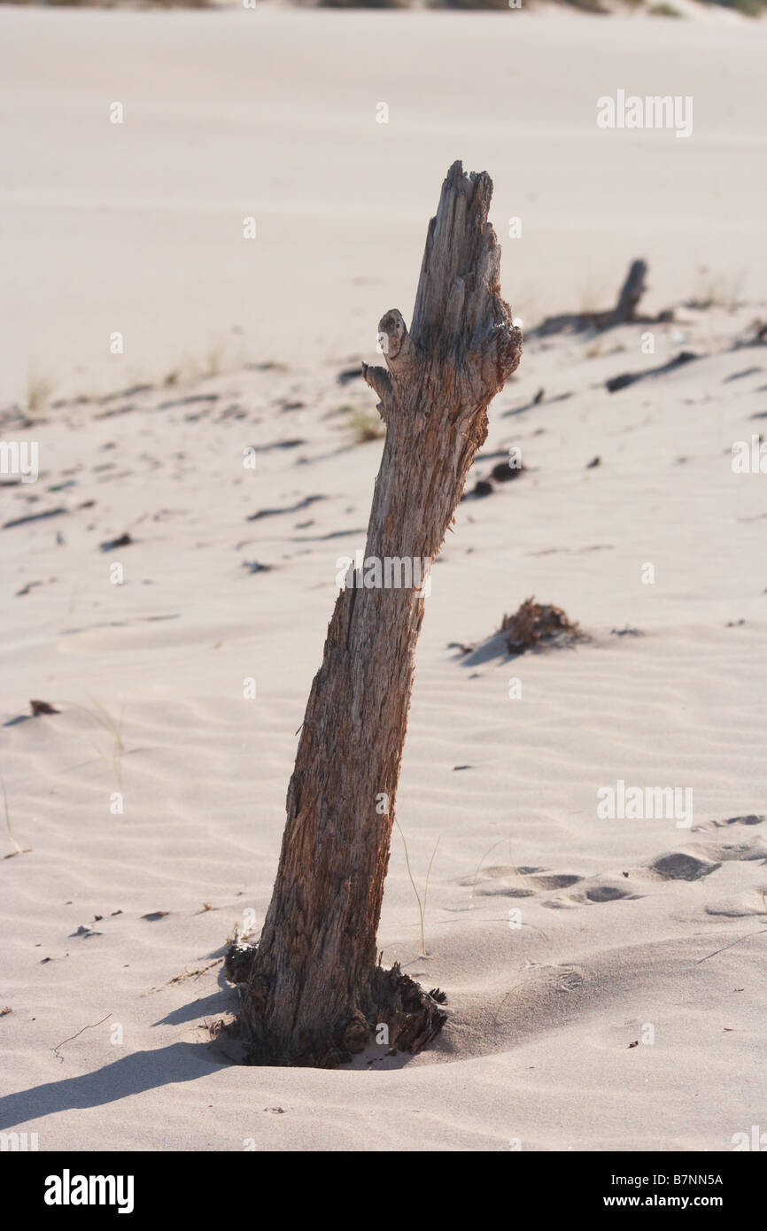 Toter Baum ragt aus Wydma Czolpinska Düne Slowinski Nationalpark Polen Stockfoto