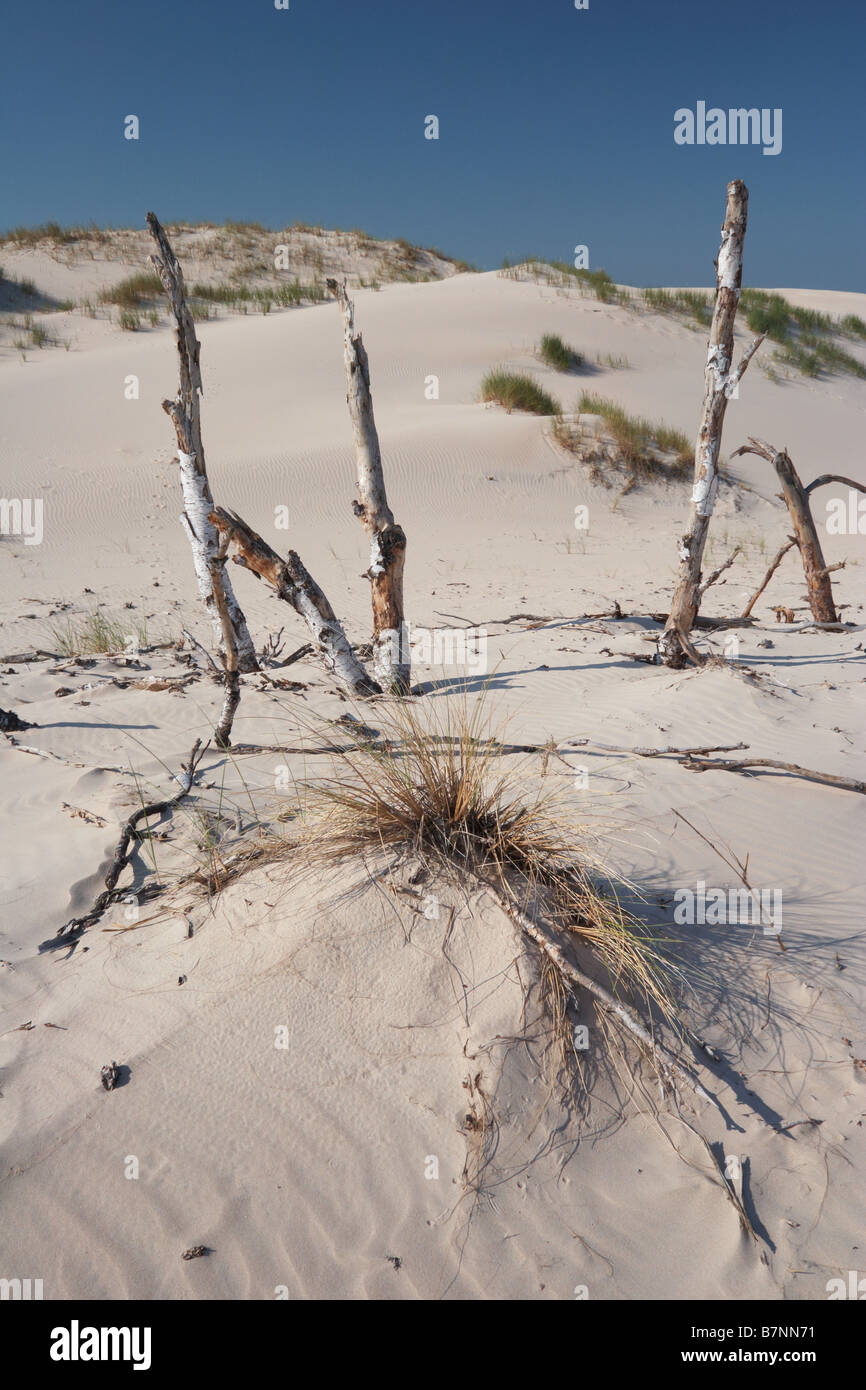 Toter Baum ragt aus Wydma Czolpinska Düne Slowinski Nationalpark Polen Stockfoto