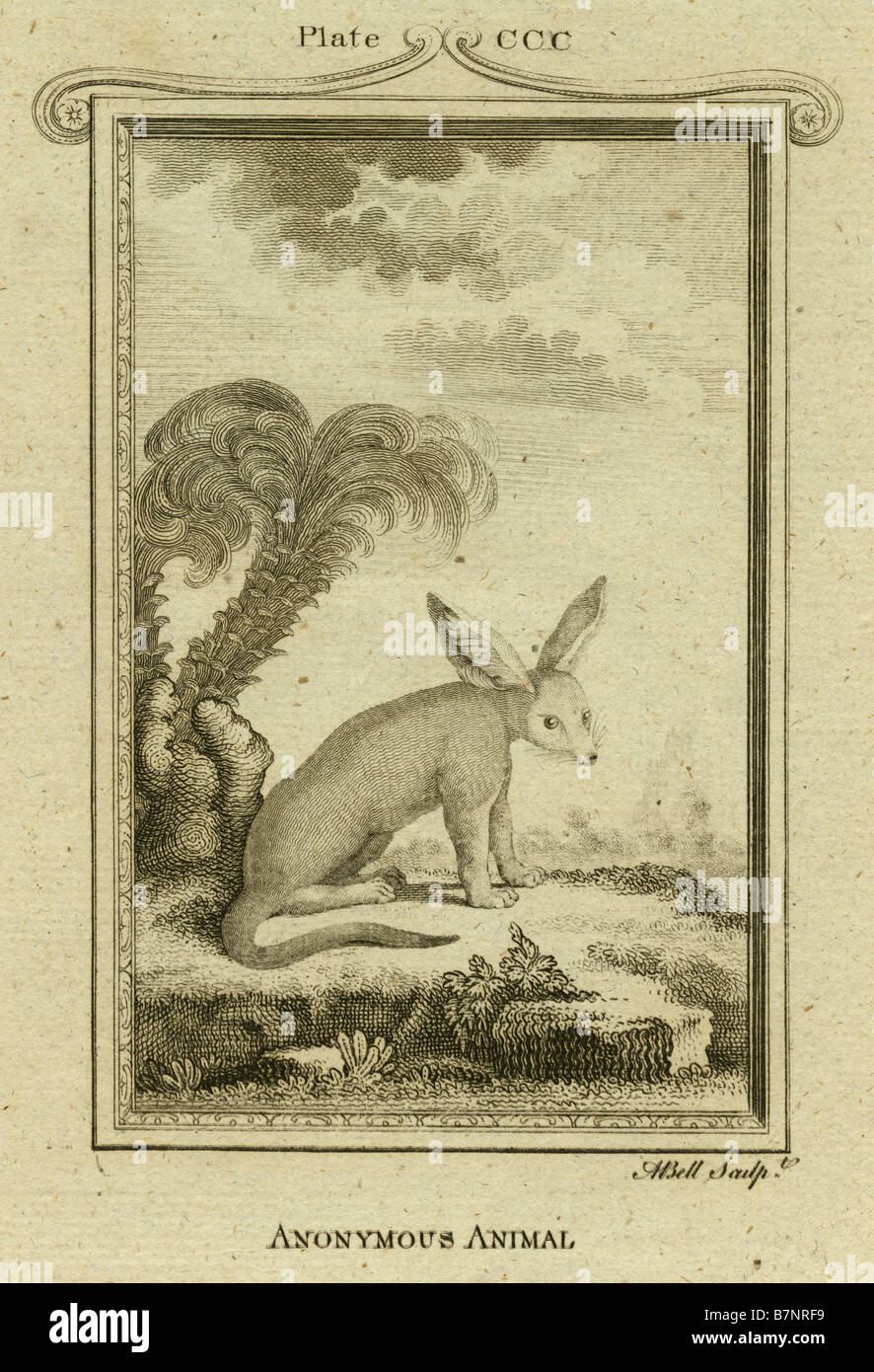 Ca. 1770 s Gravur des "Anonymen Tieres," möglicherweise mythologische. aus einem Buch über Tiere. Stockfoto