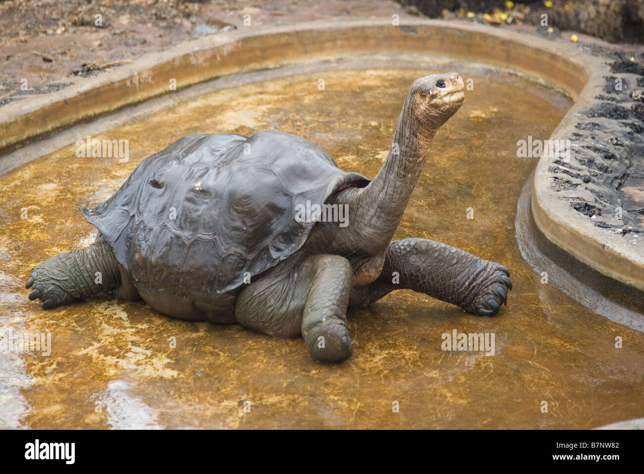 "Lonesome George", Riesenschildkröten, Ecuador Galapagos Insel Santa Cruz Stockfoto