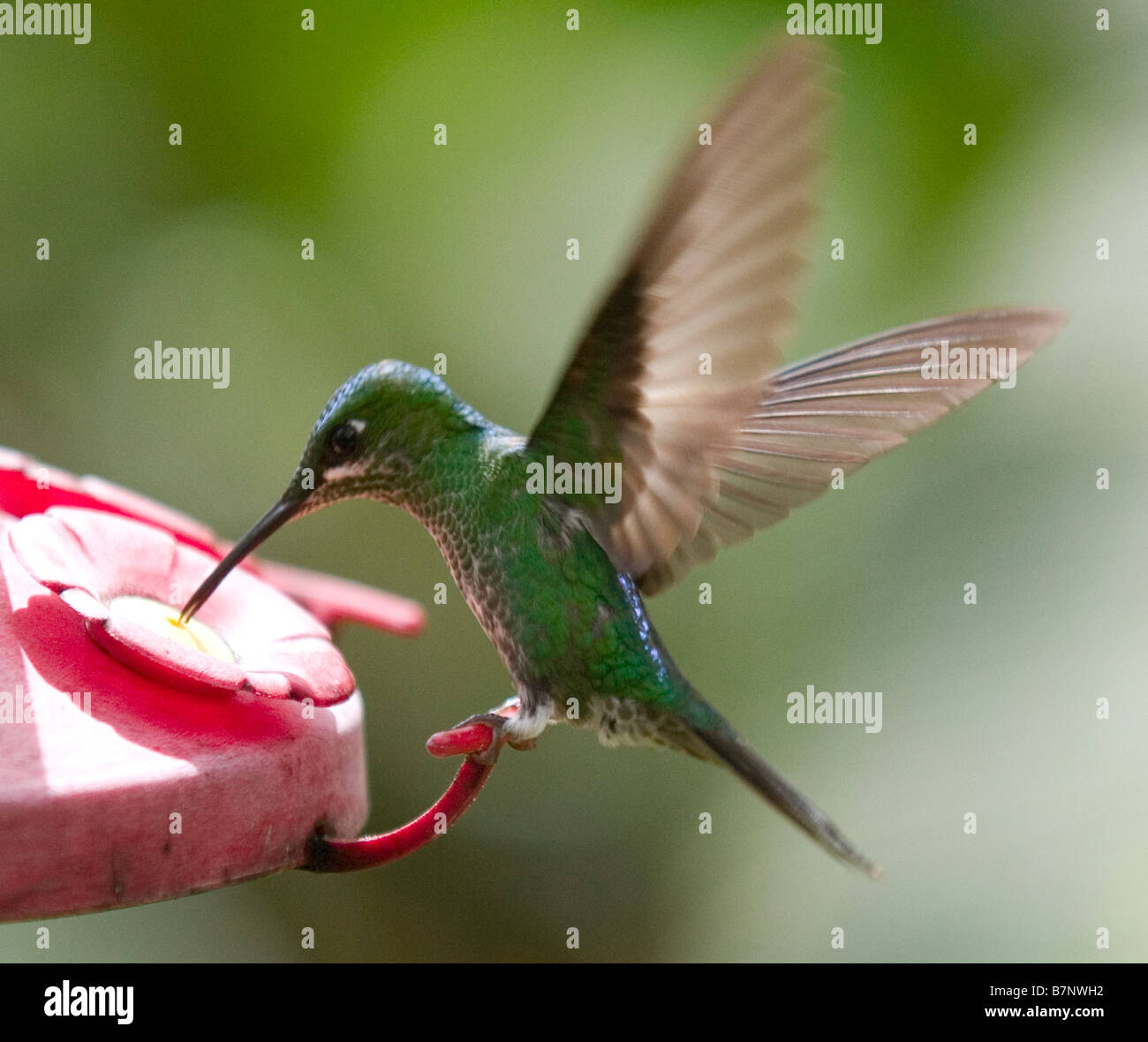 Kolibri, Fütterung, Costa Rica Stockfoto