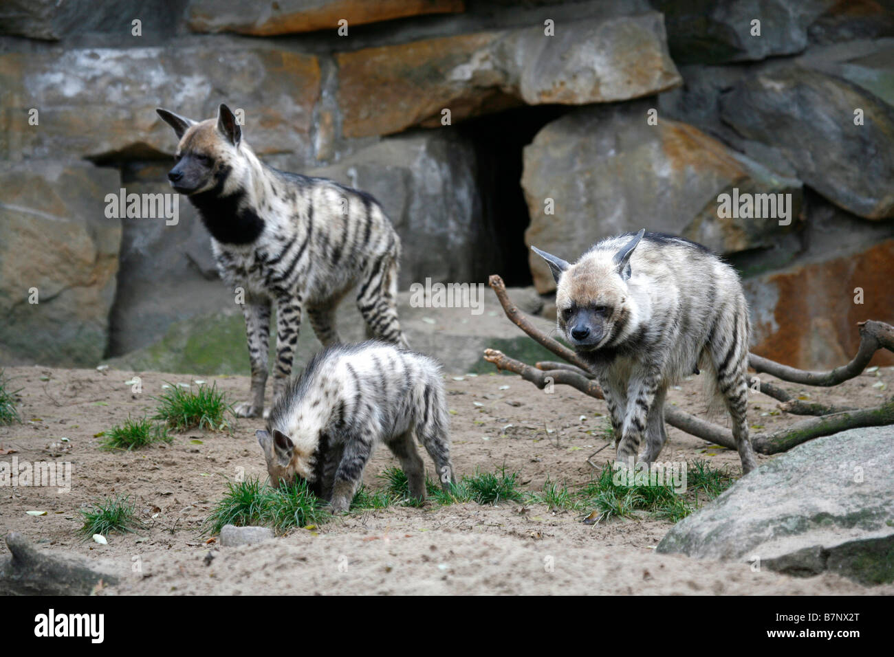 Gestreifte Hyäne Crocuta zerbeissen paar mit Jungtier im zoo Stockfoto
