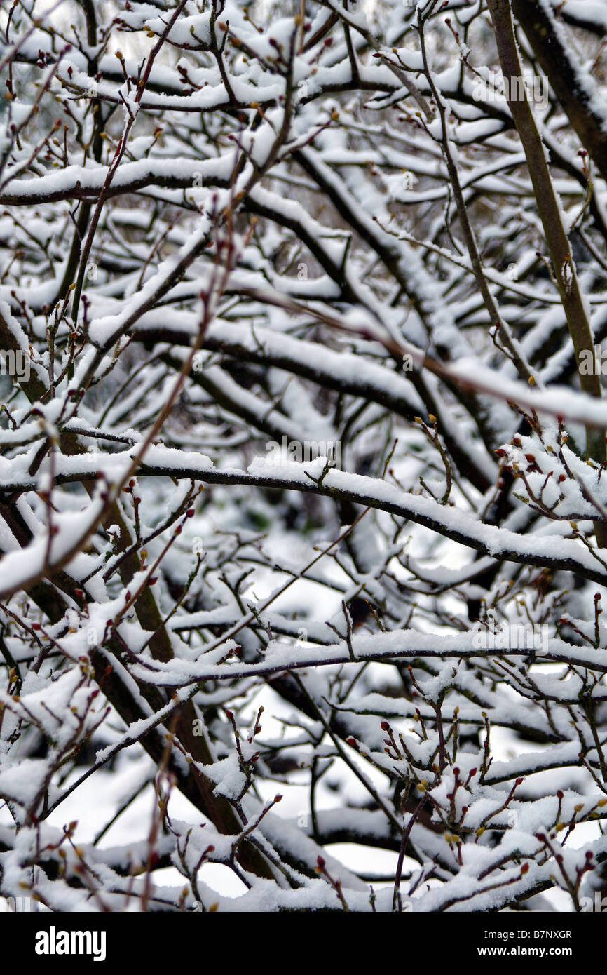 CORYLOPSIS SINENSIS CALVESCENS VEITCHIANA IM SCHNEE Stockfoto