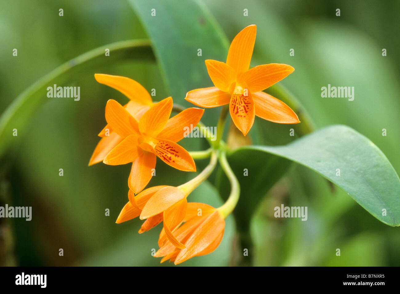 Tropische Orchideen (Cattleya Aurantiaca), Blumen Stockfoto