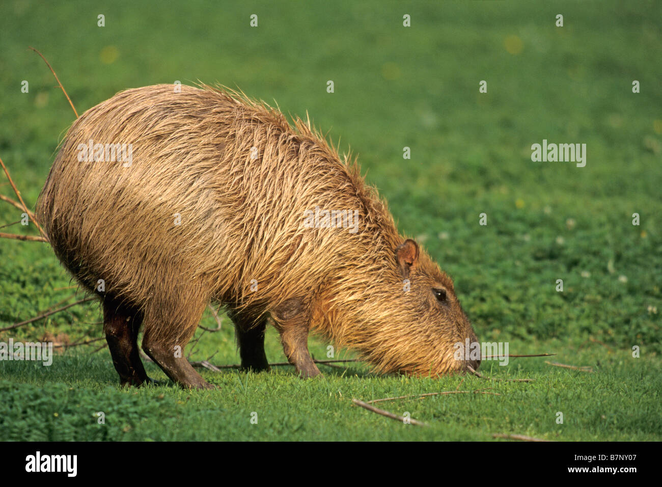 Wasserschwein (Hydrochoerus Hydrochaeris), stehend auf dem Rasen Stockfoto