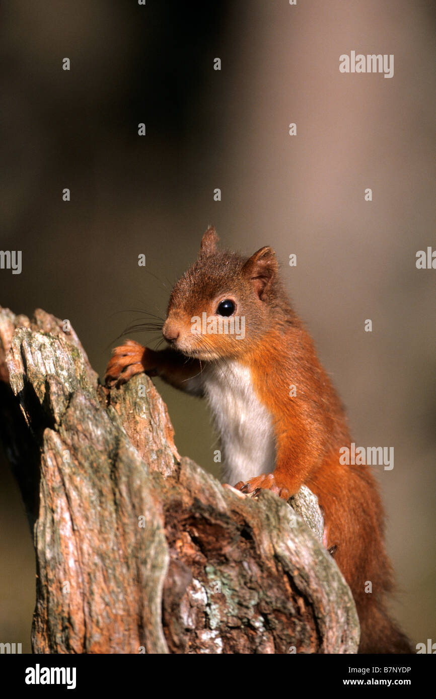 Eichhörnchen (Sciurus Vulgaris) auf Baumstamm Stockfoto
