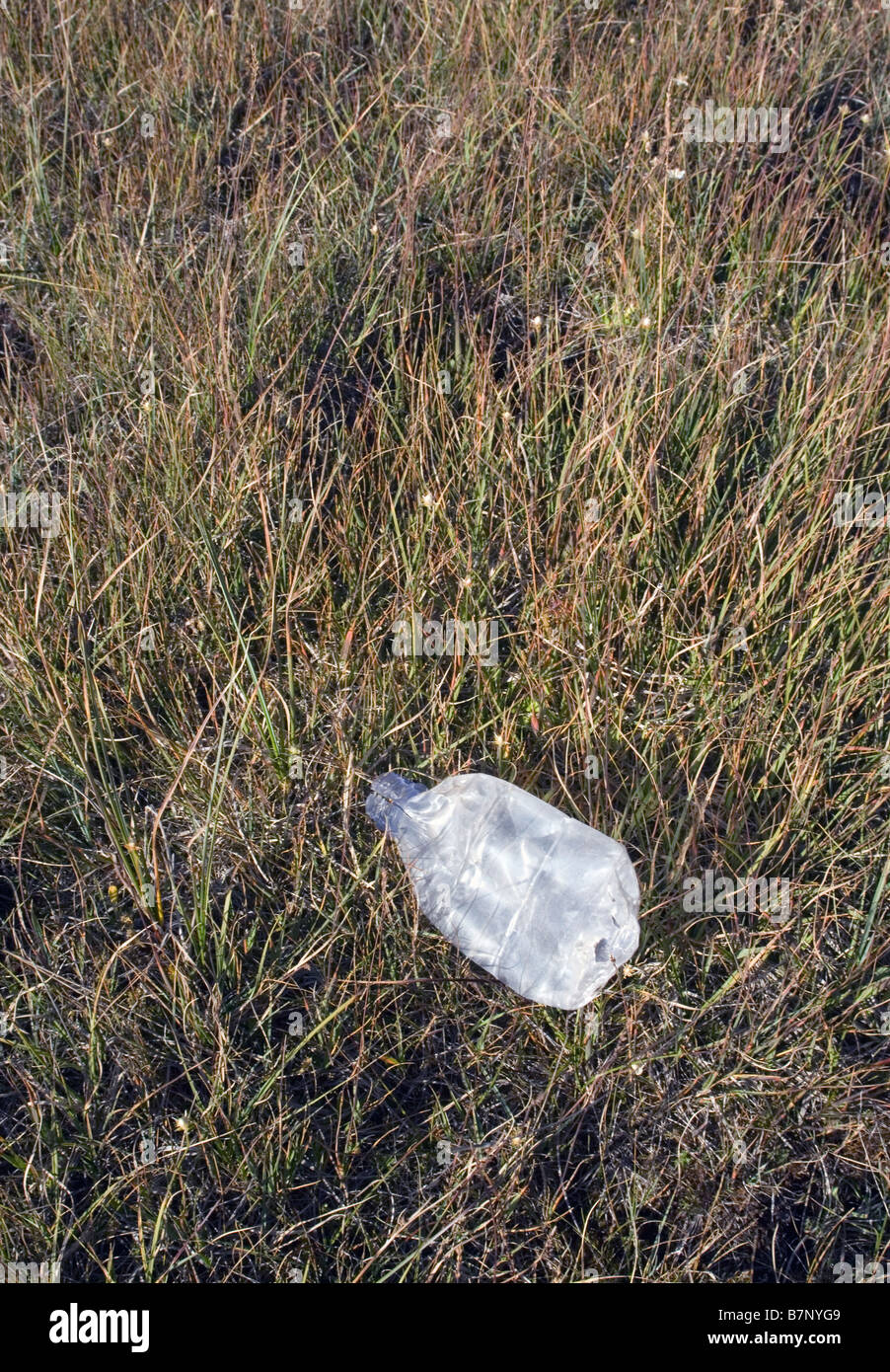 Kunststoff-Flasche geworfen auf dem Rasen Stockfoto
