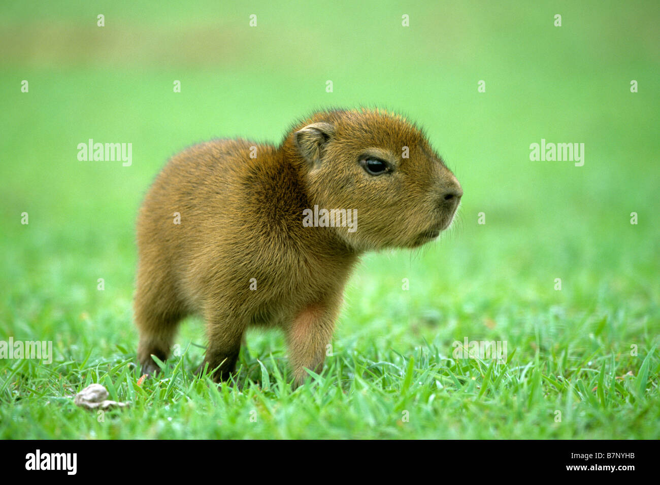 Wasserschwein (Hydrochoerus Hydrochaeris), sehr junge stehen auf dem Rasen Stockfoto
