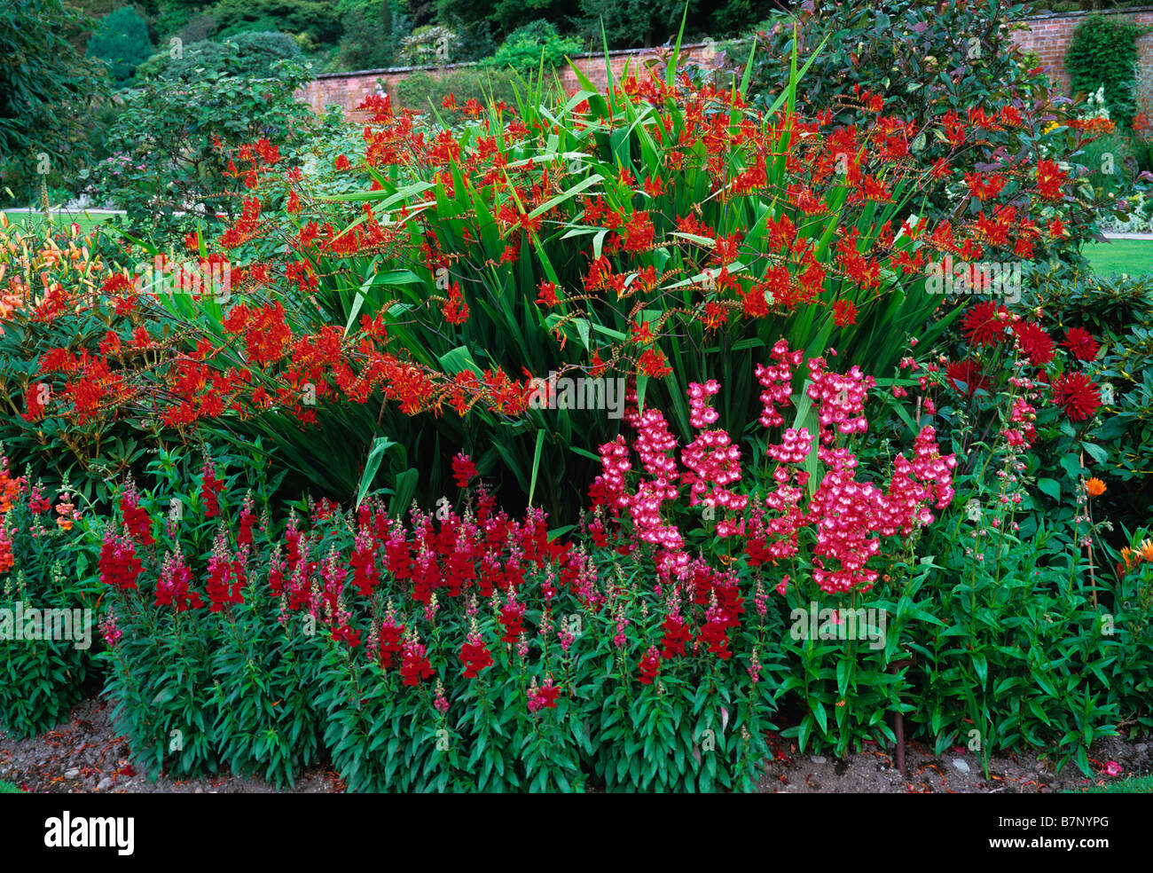 Bunt rot umrandet mit Crocosmia Penstemon und Antirrhinum Holehird Gardens Stockfoto