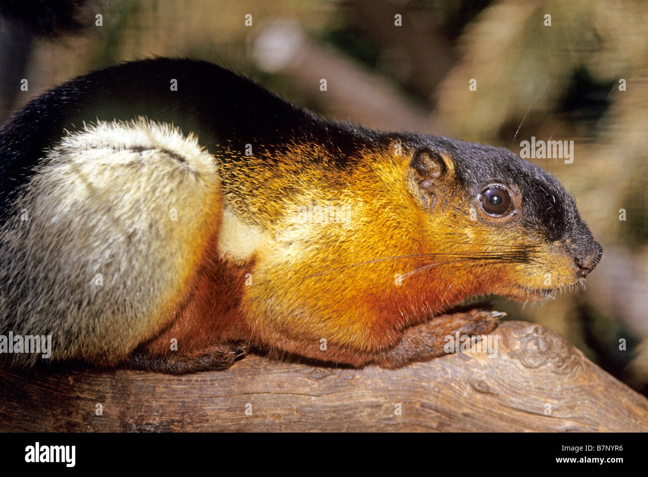 Bornean Prevosts Eichhörnchen asiatischen Tri farbige Eichhörnchen Callosciurus Prevostii Borneoensis auf Ast Stockfoto