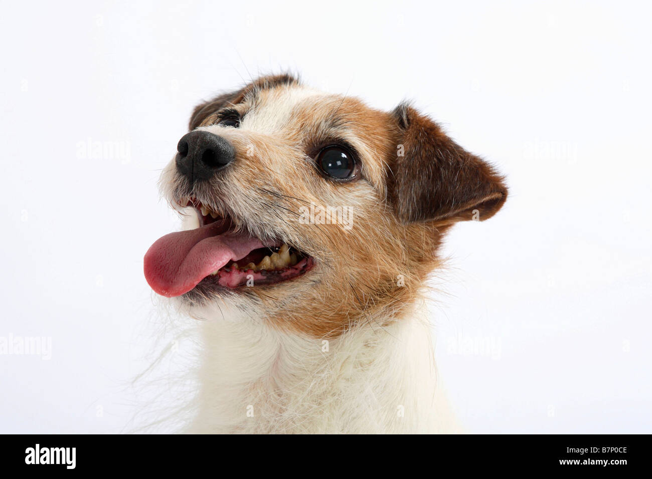 Jack Russell Terrier Stockfoto