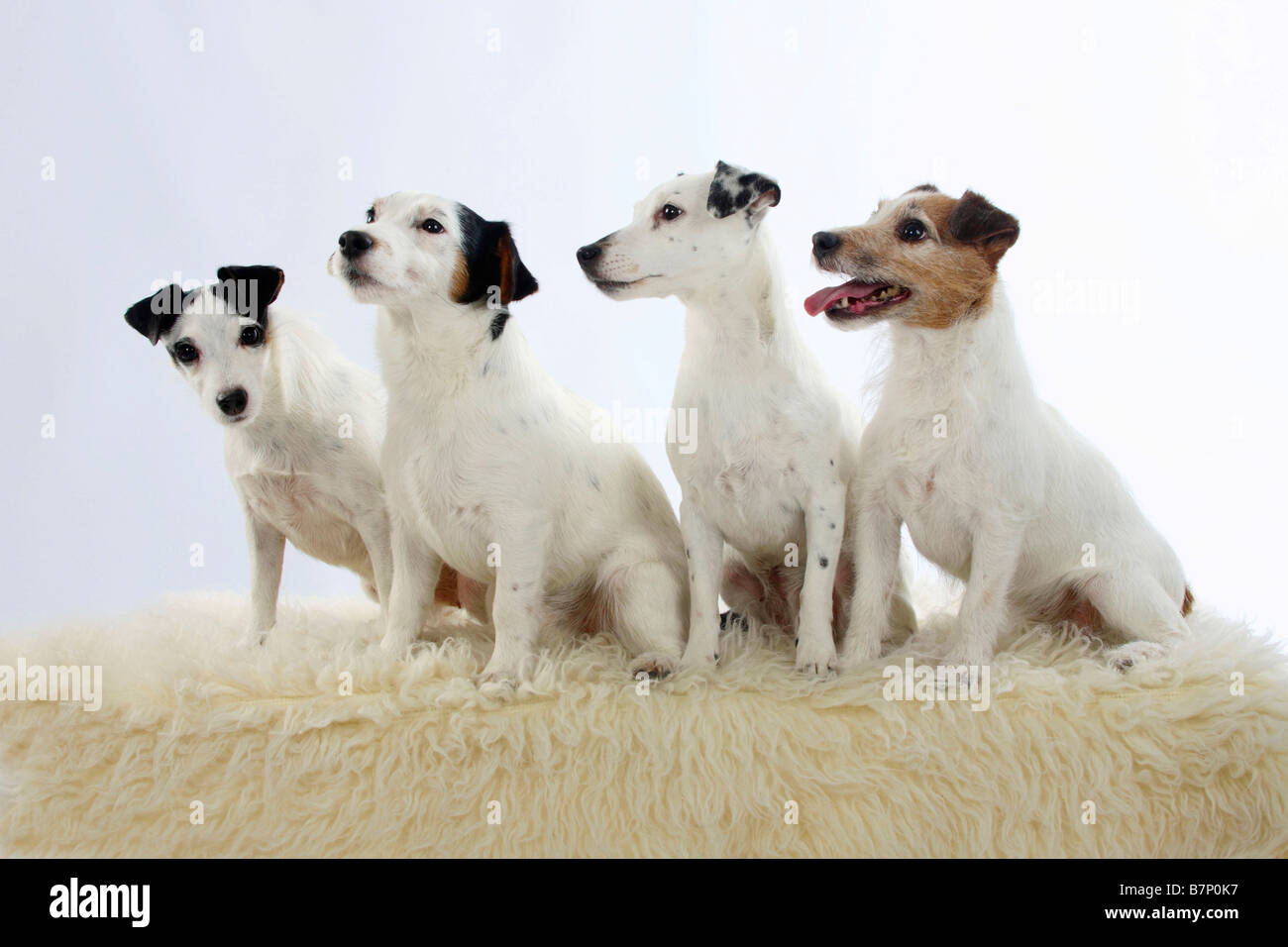 Jack Russell Terrier Stockfoto